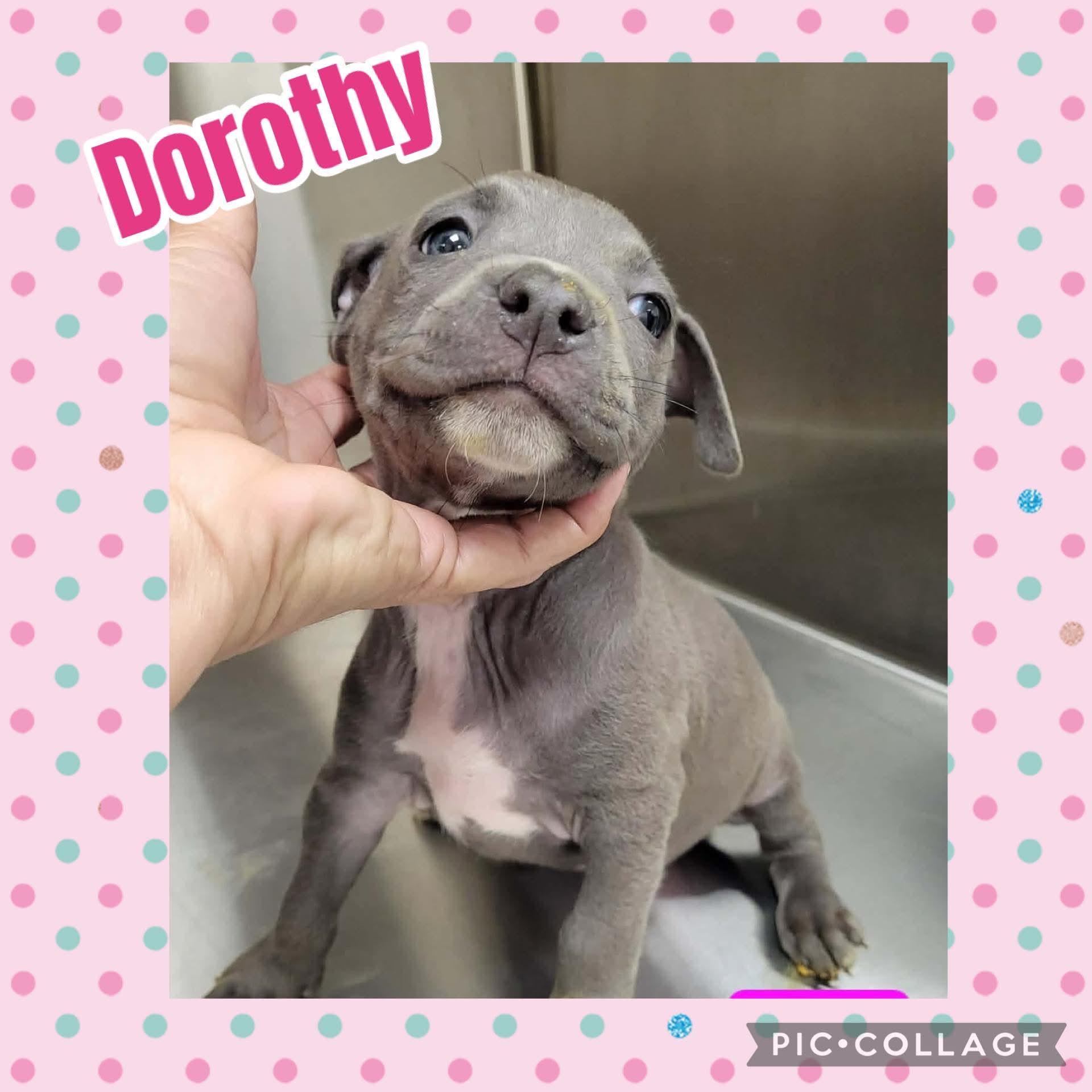 Enlarge Dorothy, an adopted mixed breed in Ringwood, NJ image 1/1
