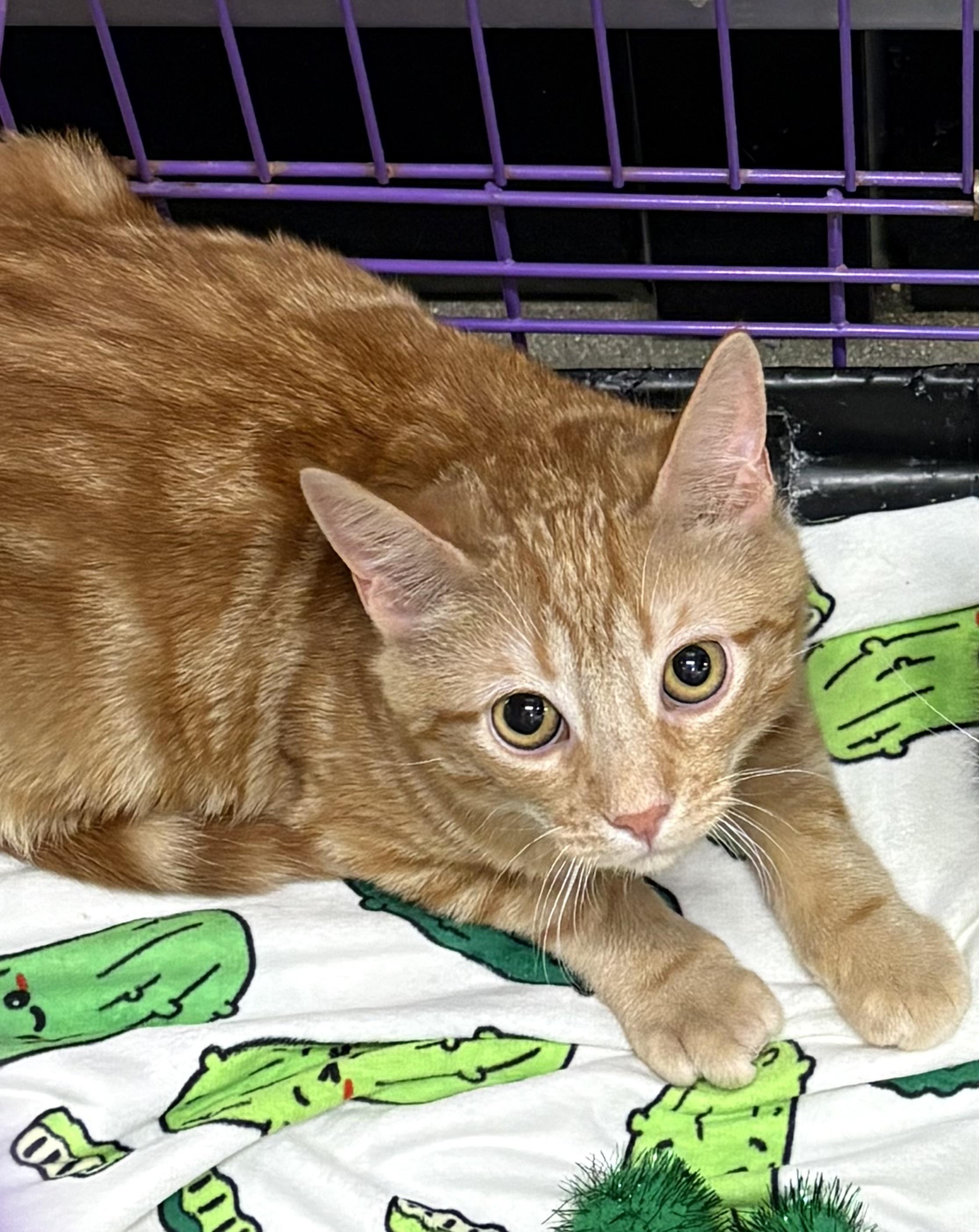 Logan, ADOPTABLE, Kitten Male Domestic Short Hair.