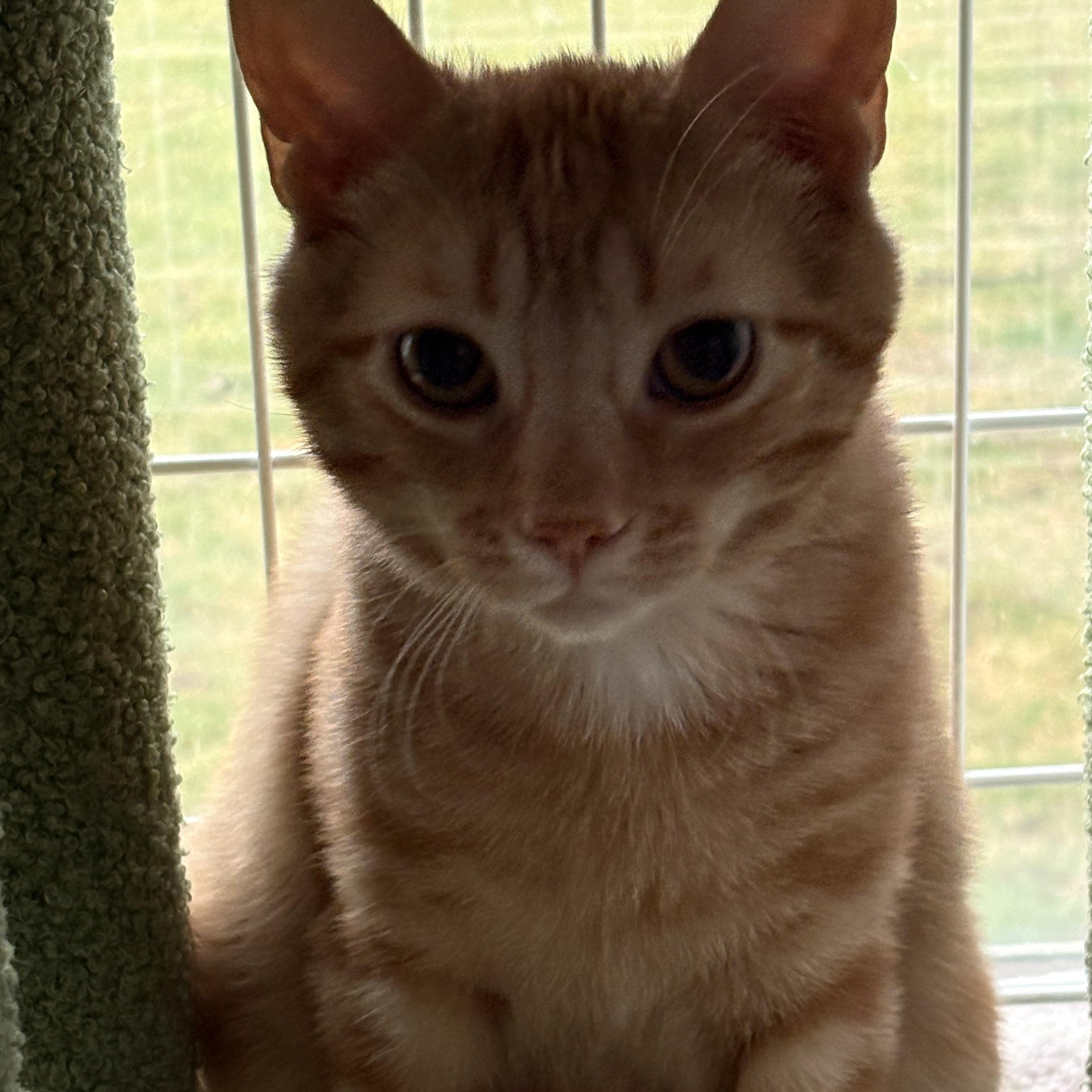 Enlarge Logan, a ADOPTABLE Domestic Short Hair in Roslyn Heights, NY image 2/2