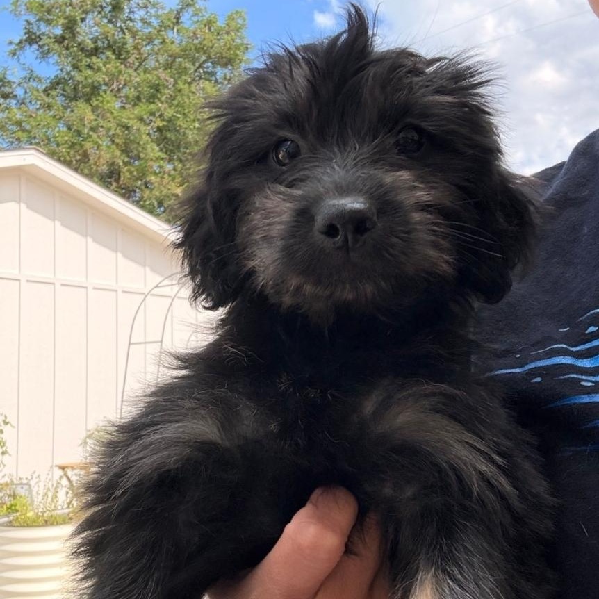 Enlarge Marsha, an adopted mixed breed in Brentwood, CA image 1/1