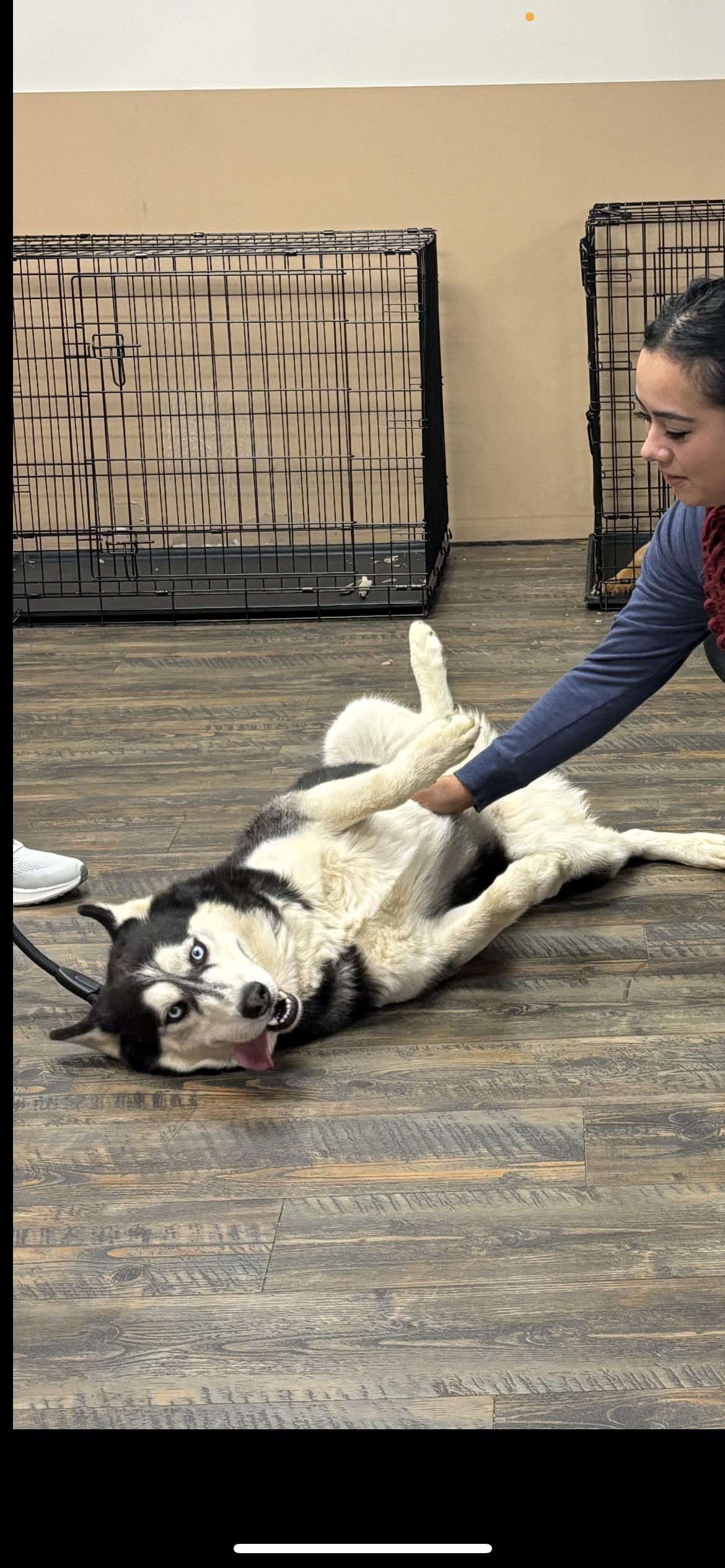 Enlarge Daphne, a Adoptable Siberian Husky in Hamden, CT image 3/6