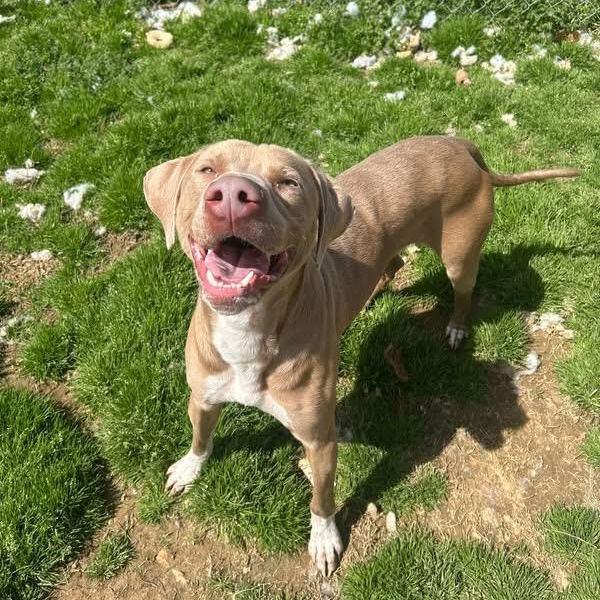 Teddy, ADOPTABLE, Young Male Weimaraner.