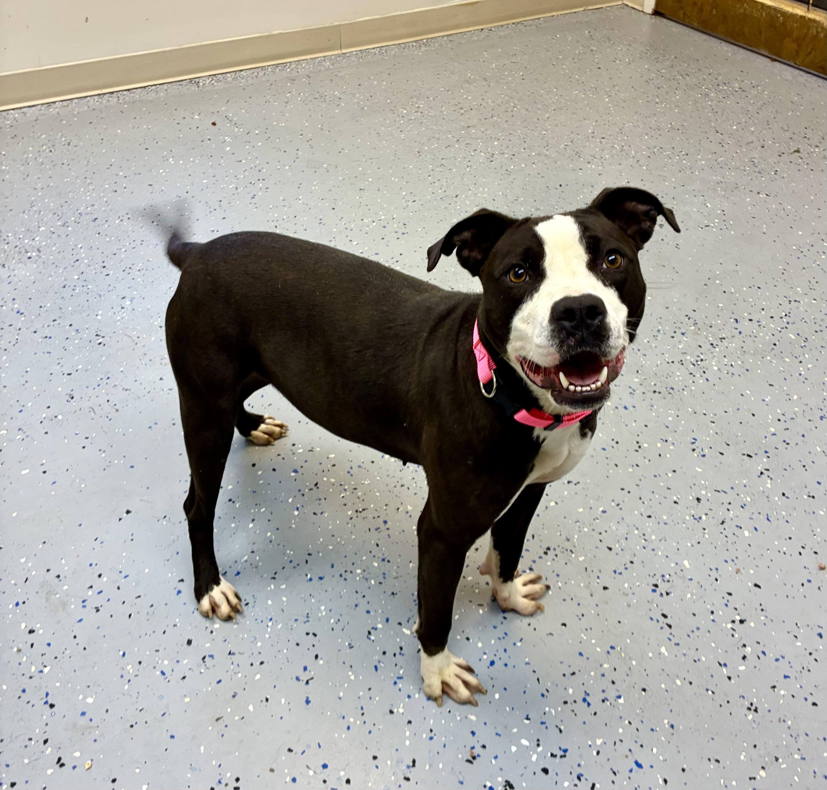 Ella, a Adoptable mixed breed in Senatobia, MS image 2/5