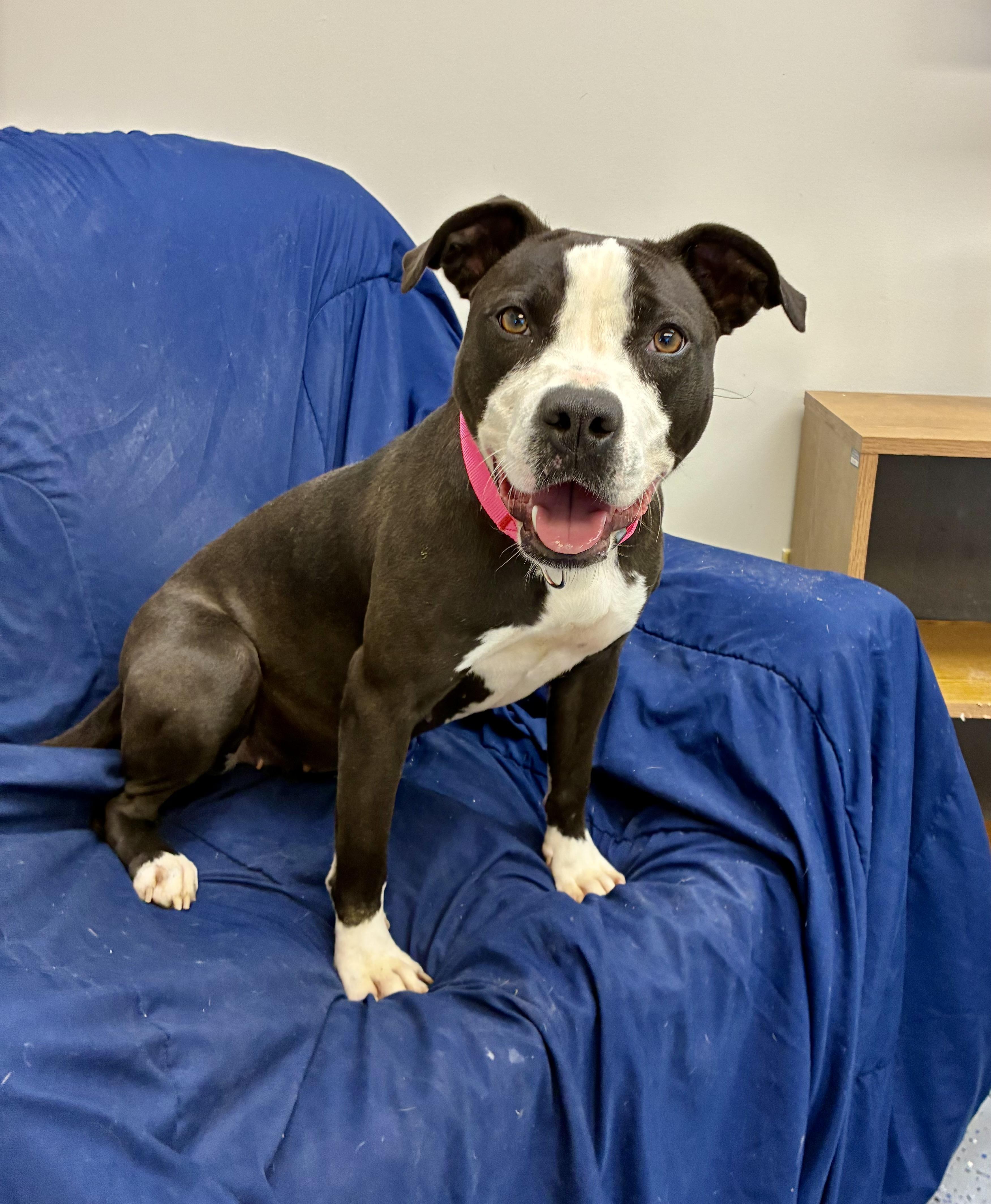 Ella, Adoptable, Adult Female Terrier.