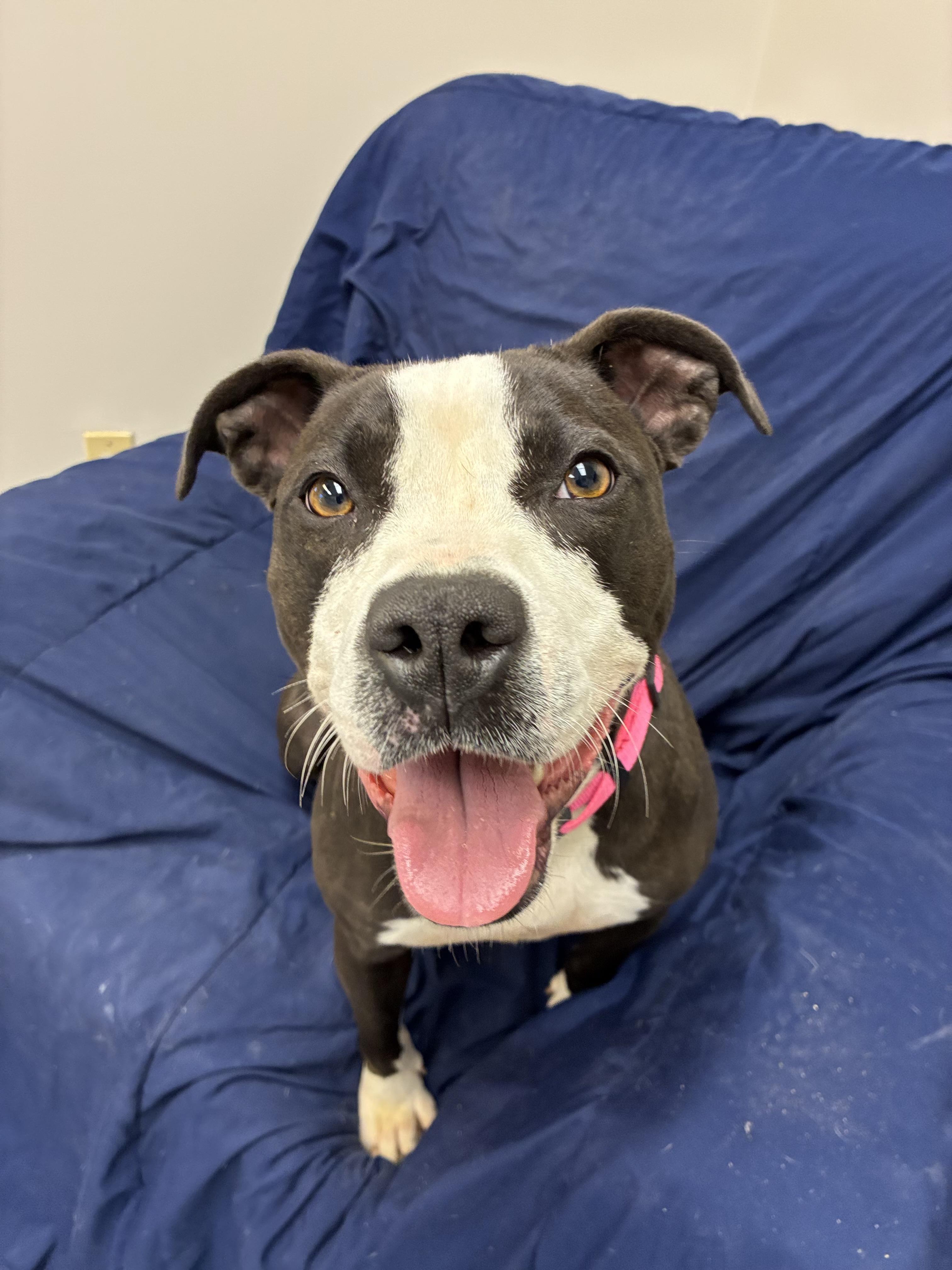 Ella, a Adoptable mixed breed in Senatobia, MS image 4/5