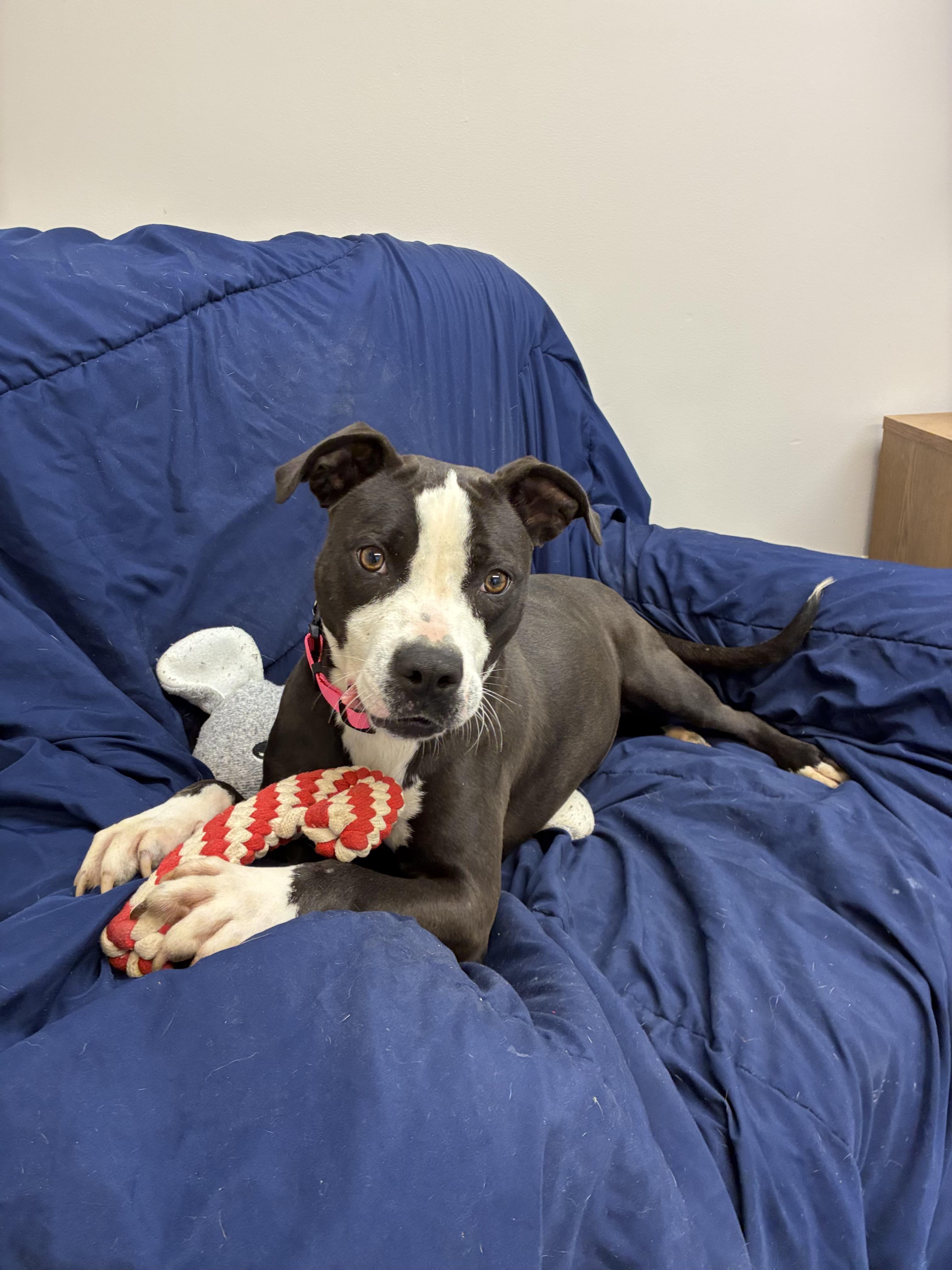 Ella, a Adoptable mixed breed in Senatobia, MS image 5/5