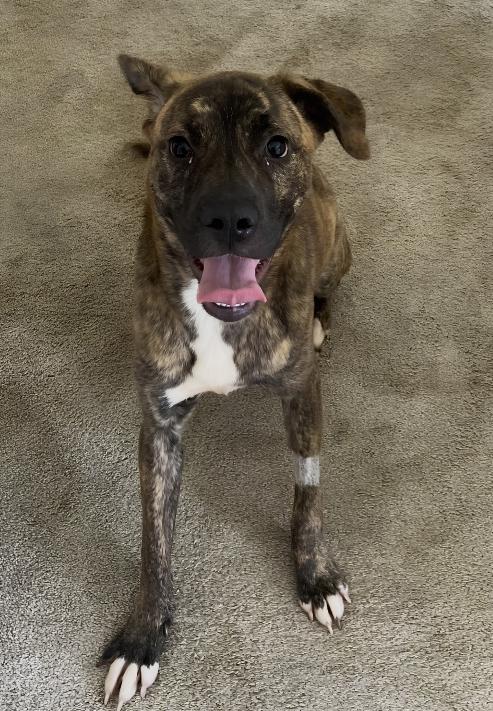 Enlarge Asia, a ADOPTABLE mixed breed in Naperville, IL image 4/6