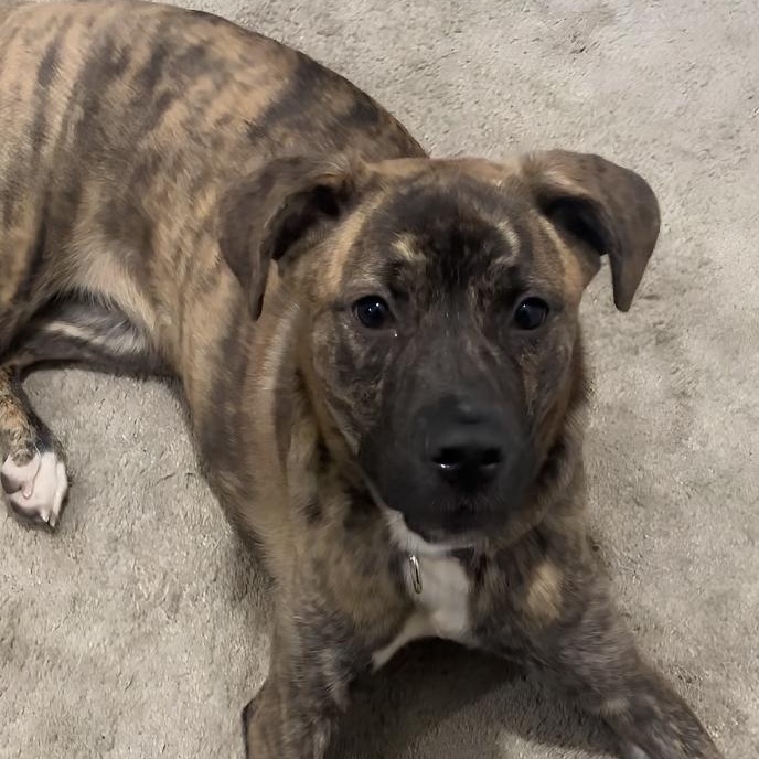 Enlarge Asia, a ADOPTABLE mixed breed in Naperville, IL image 2/6