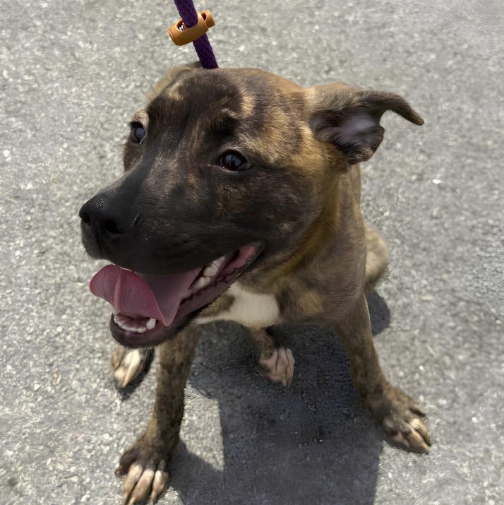 Enlarge Asia, a ADOPTABLE mixed breed in Naperville, IL image 3/6