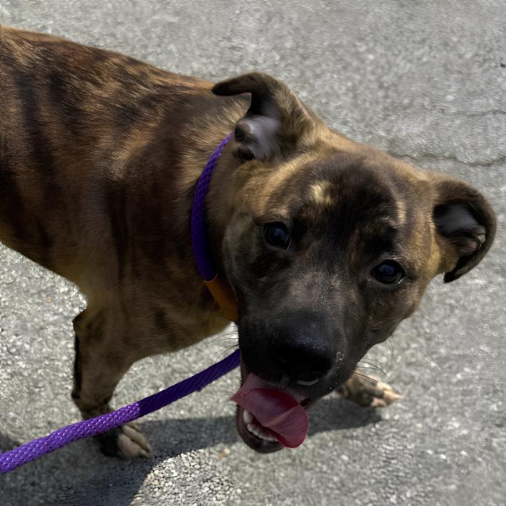 Enlarge Asia, a ADOPTABLE mixed breed in Naperville, IL image 5/6