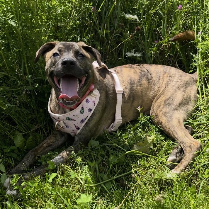 Asia, ADOPTABLE, Young Female Plott Hound.