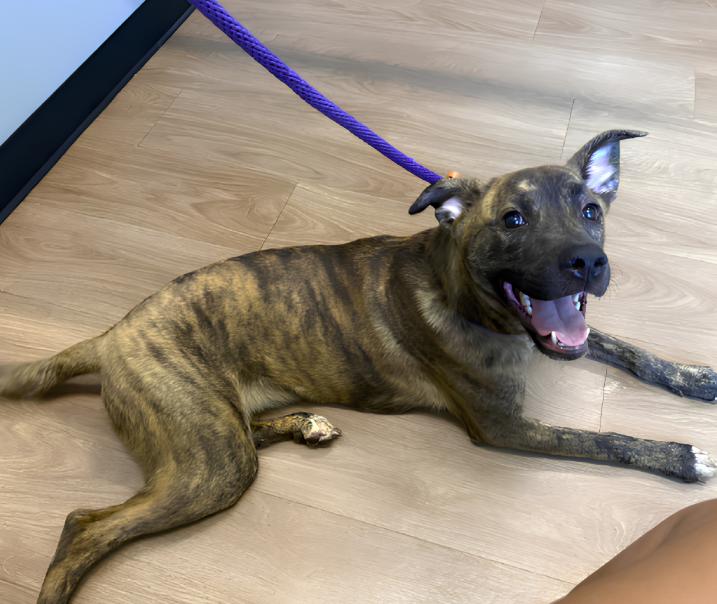 Enlarge Asia, a ADOPTABLE mixed breed in Naperville, IL image 6/6