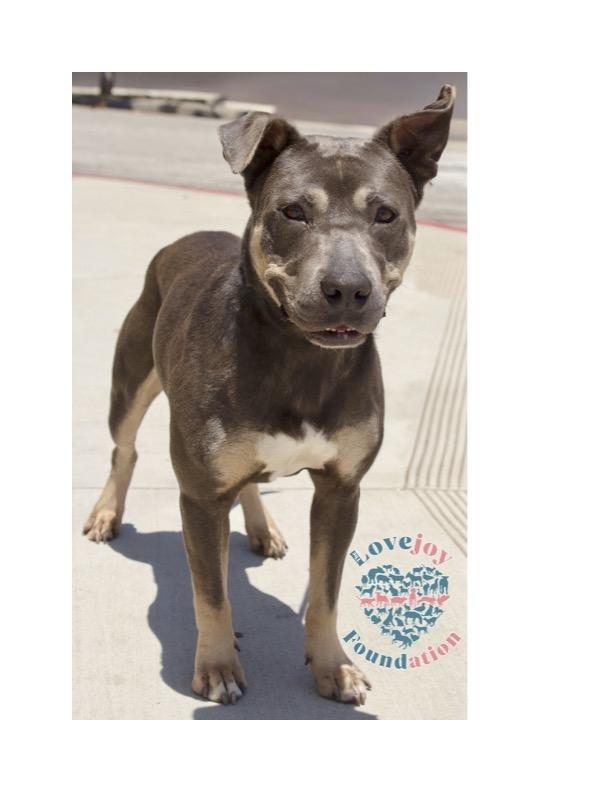 Jeffrey COH Pit Bull Terrier Dog