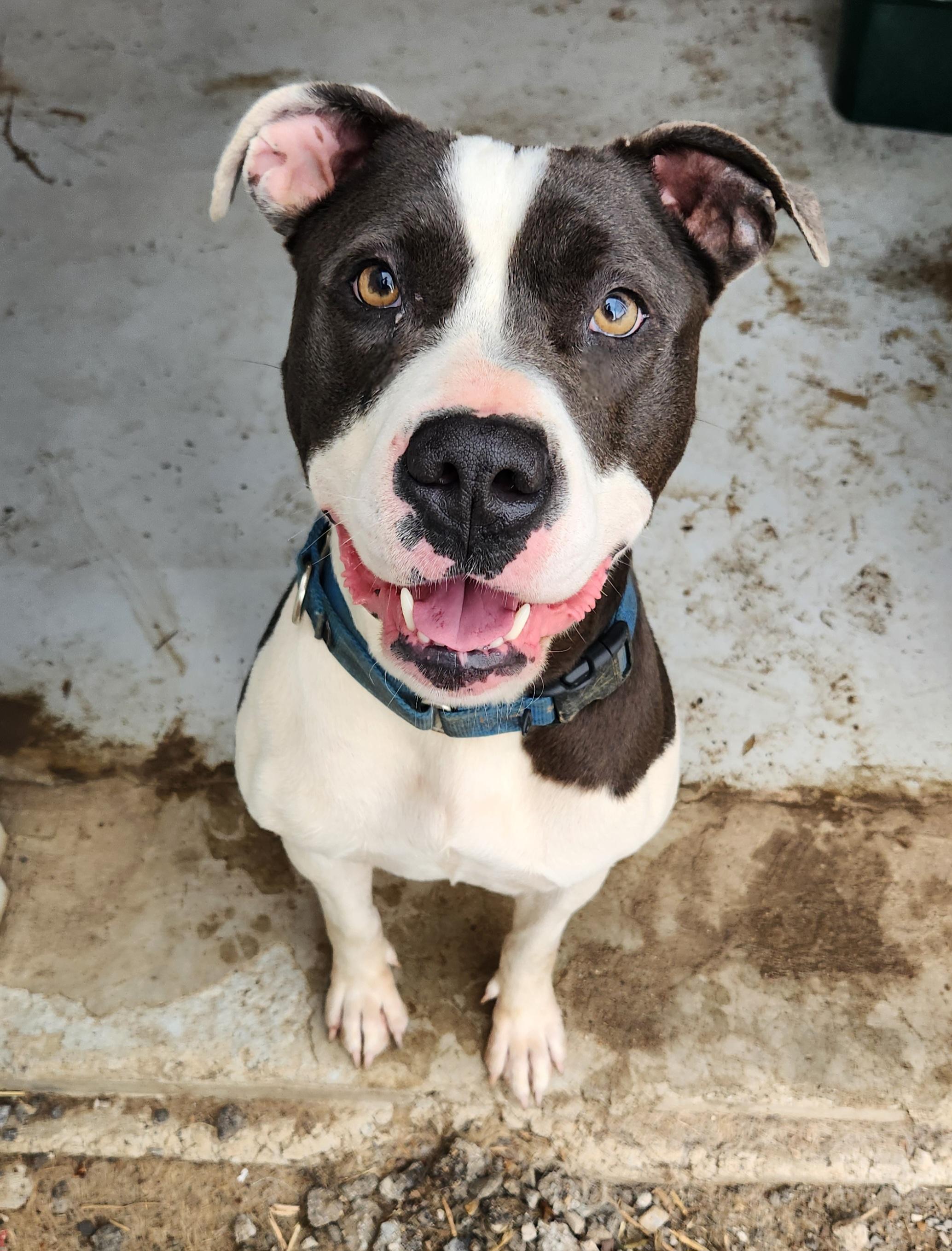 Bella, ADOPTABLE, Adult Female Pit Bull Terrier.