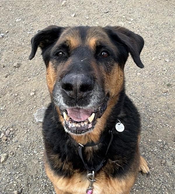 Enlarge Bear, a Adoptable mixed breed in Golden, CO image 1/1