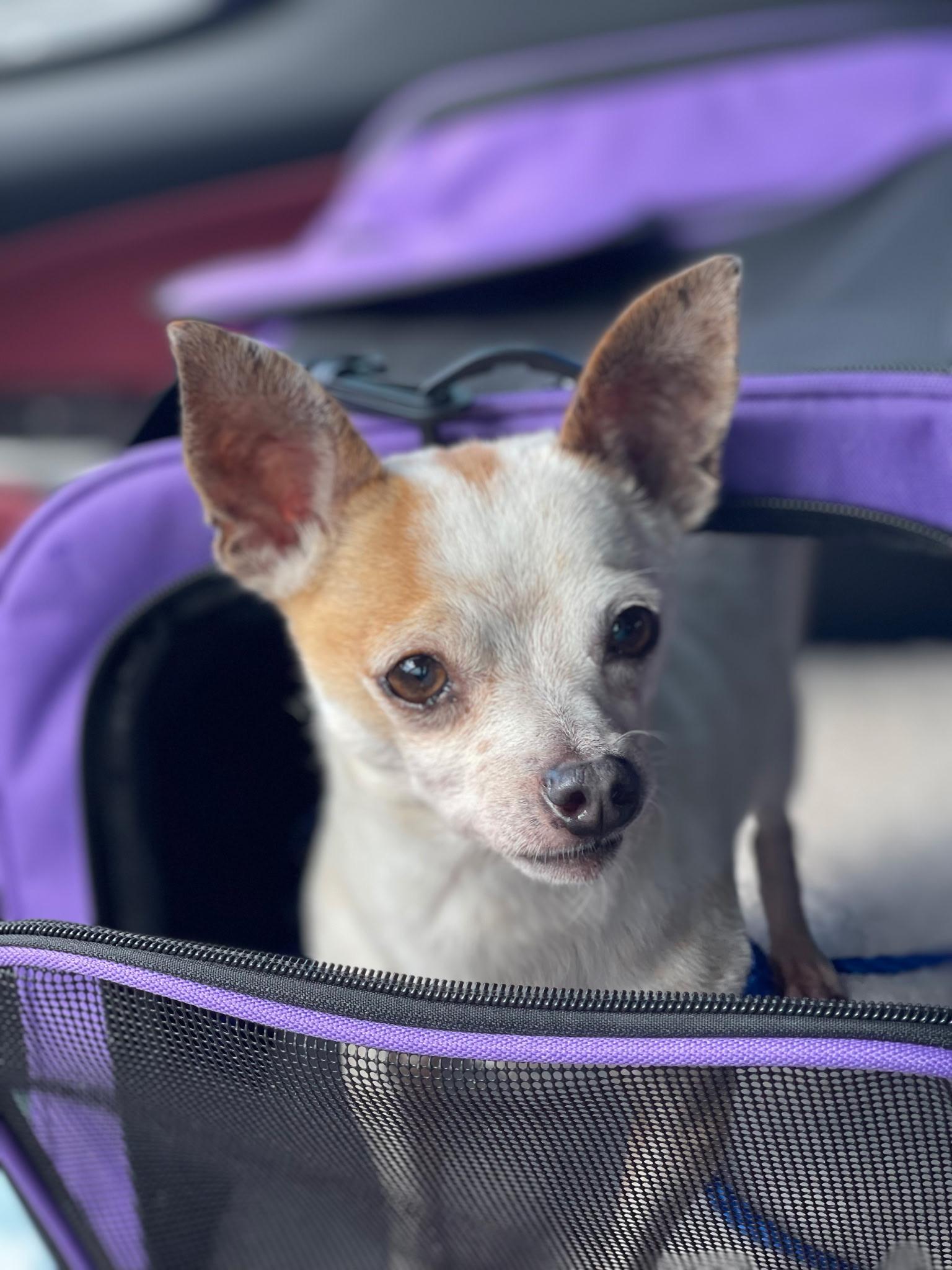 Vinny, a ADOPTABLE Chihuahua in Lake Worth, FL image 5/5