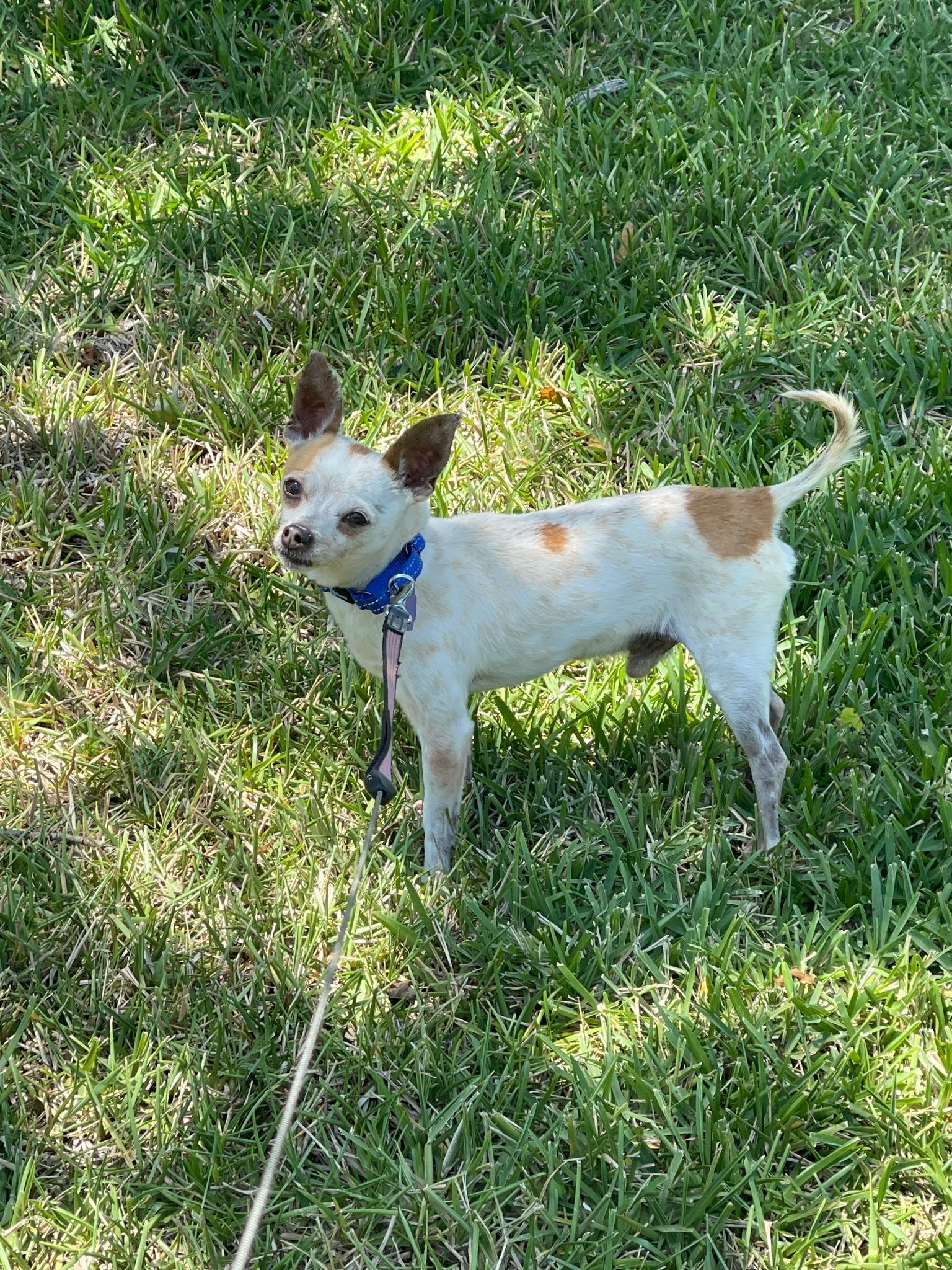 Vinny, a ADOPTABLE Chihuahua in Lake Worth, FL image 2/5