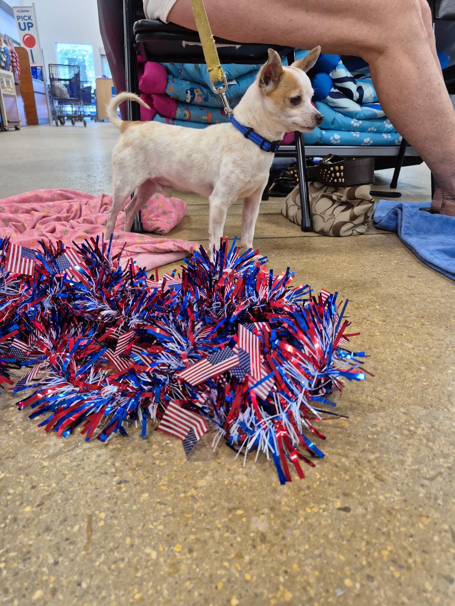 Vinny, a ADOPTABLE Chihuahua in Lake Worth, FL image 3/5
