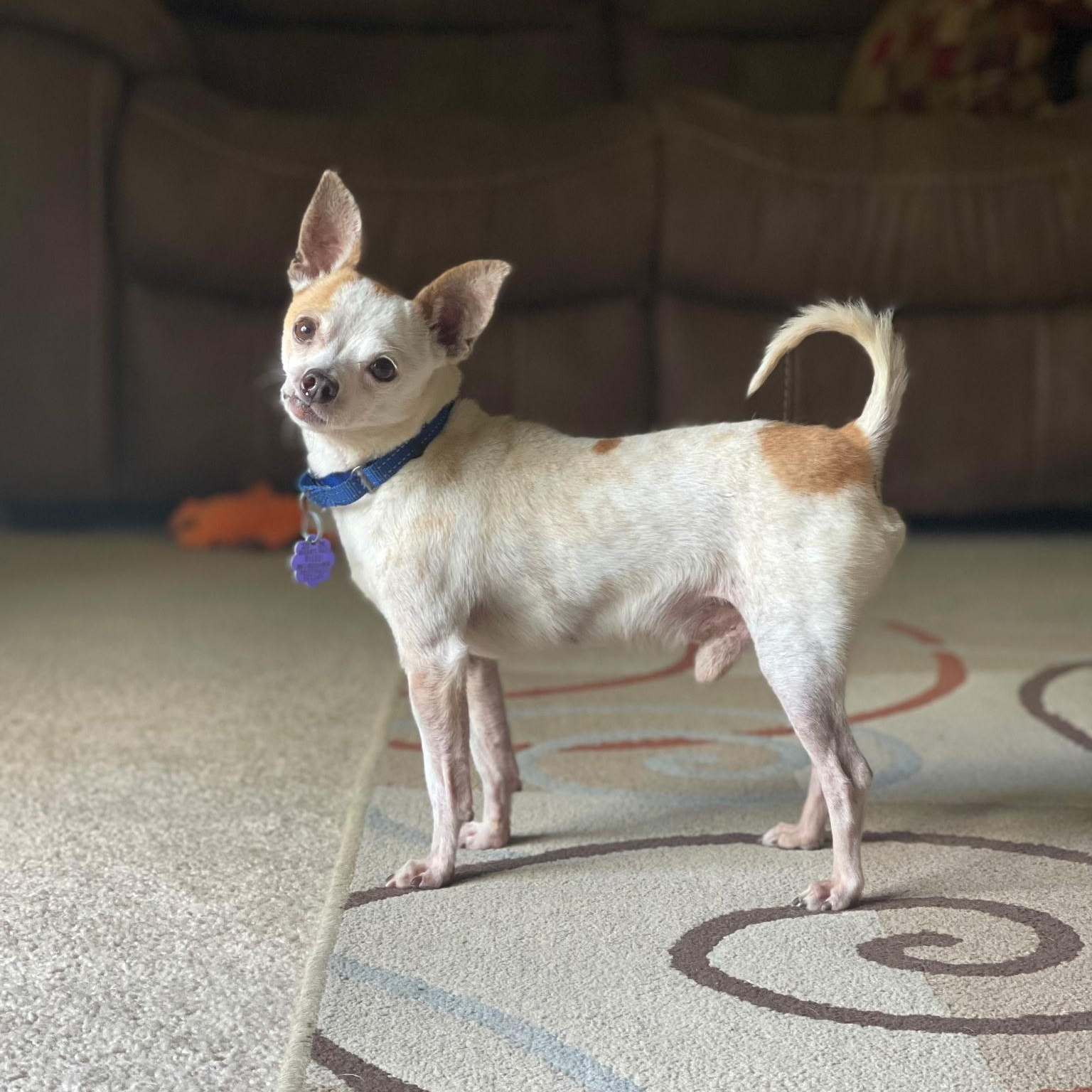 Vinny, ADOPTABLE, Senior Male Chihuahua.