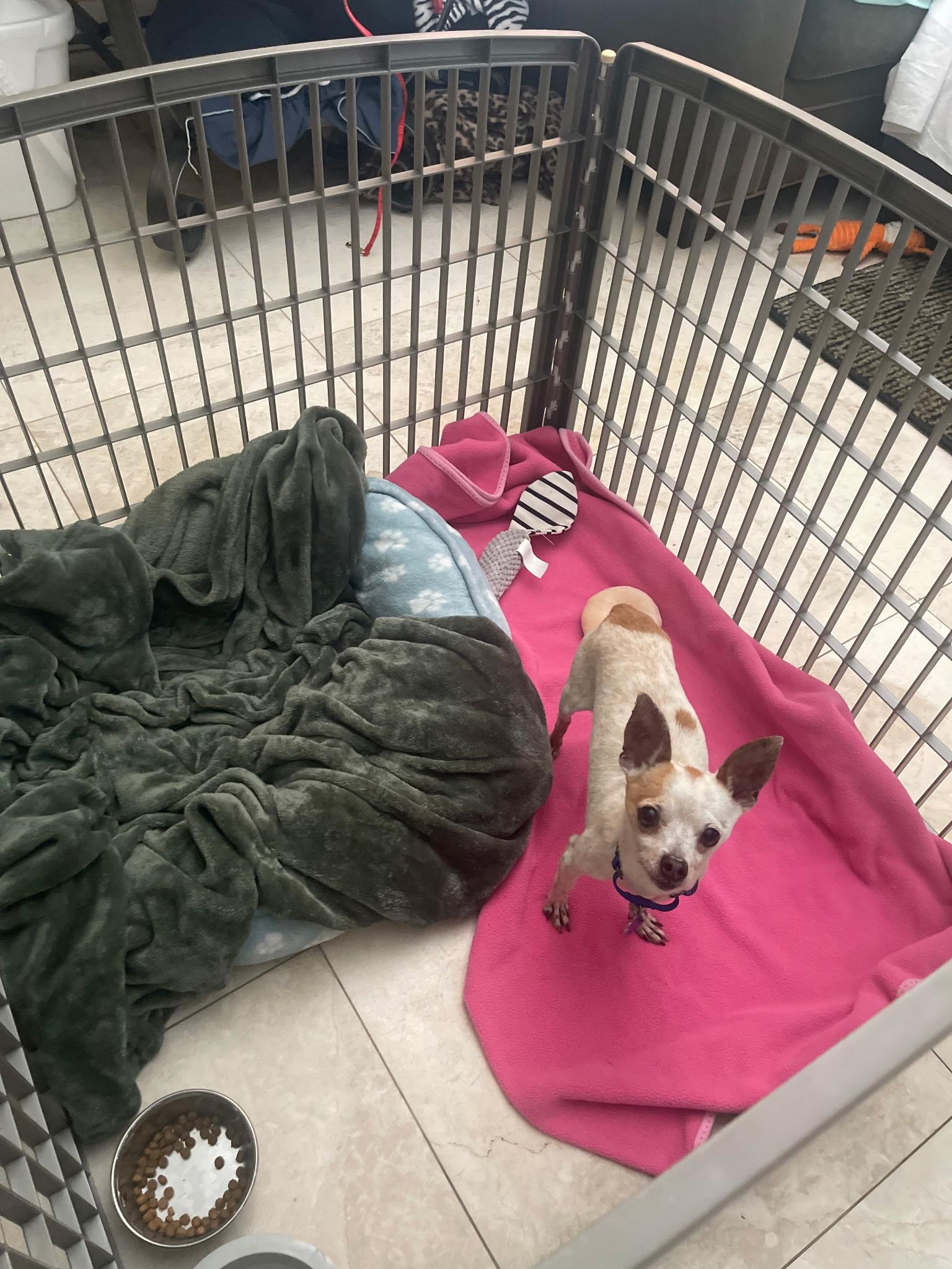 Vinny, a ADOPTABLE Chihuahua in Lake Worth, FL image 4/5