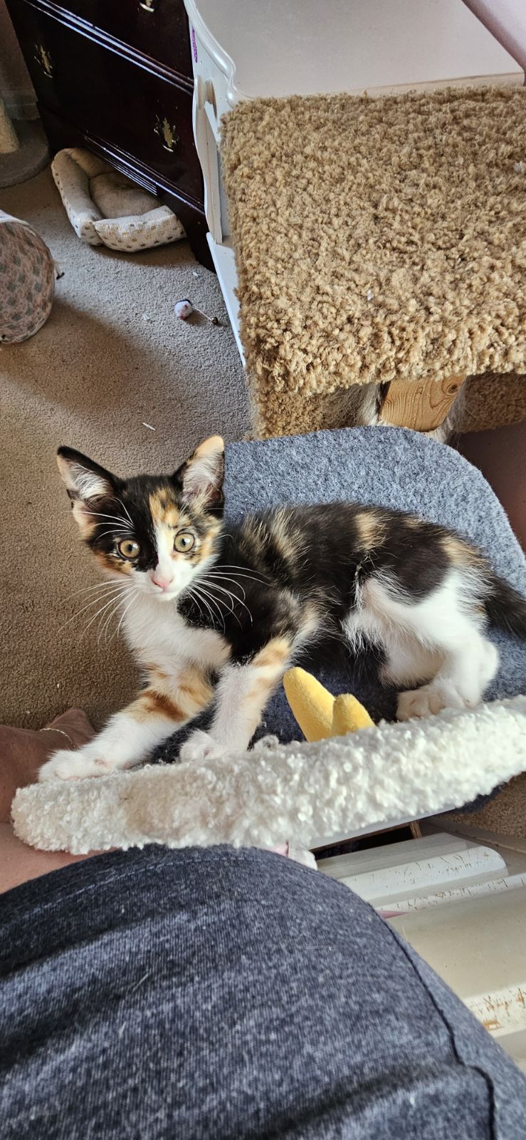 Cat for adoption Stella, a Domestic Short Hair in Kenosha, WI Petfinder