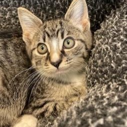 Junipurr, ADOPTABLE, Kitten Male Domestic Short Hair.