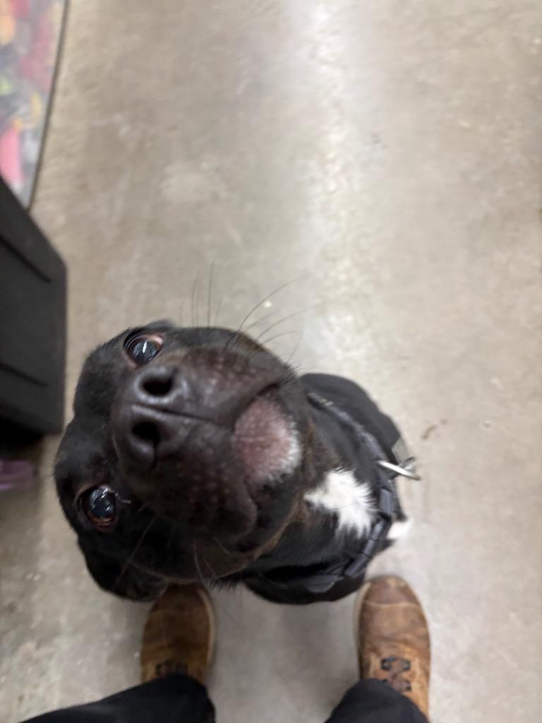 Enlarge Alphie, a Adoptable mixed breed in St. Helens, OR image 1/4