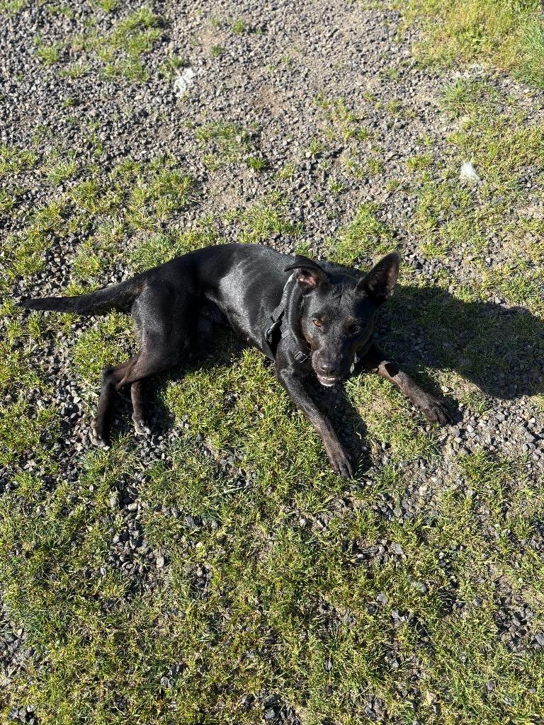 Enlarge Alphie, a Adoptable mixed breed in St. Helens, OR image 2/4