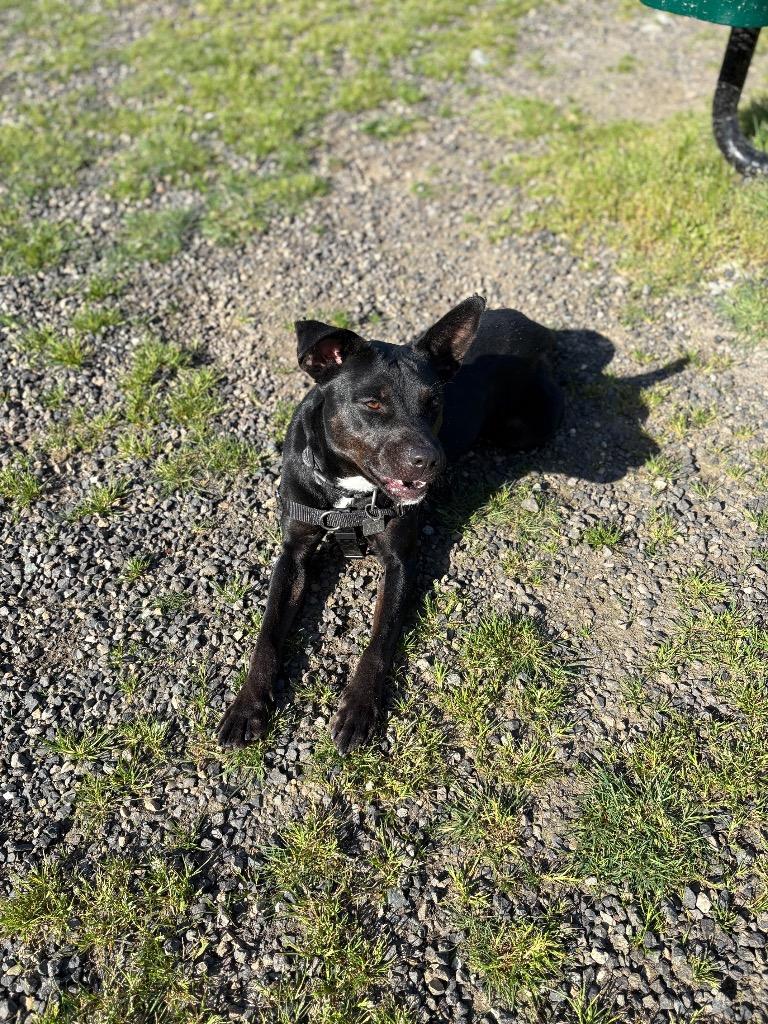 Enlarge Alphie, a Adoptable mixed breed in St. Helens, OR image 3/4