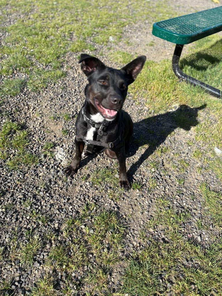 Enlarge Alphie, a Adoptable mixed breed in St. Helens, OR image 4/4