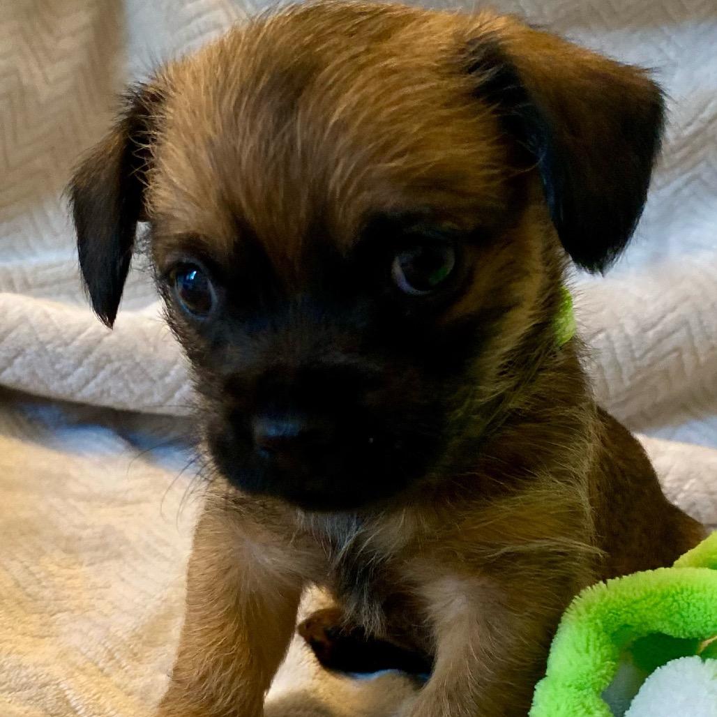 Enlarge Charlie, a Adoptable Shih Tzu in Cashmere, WA image 1/6