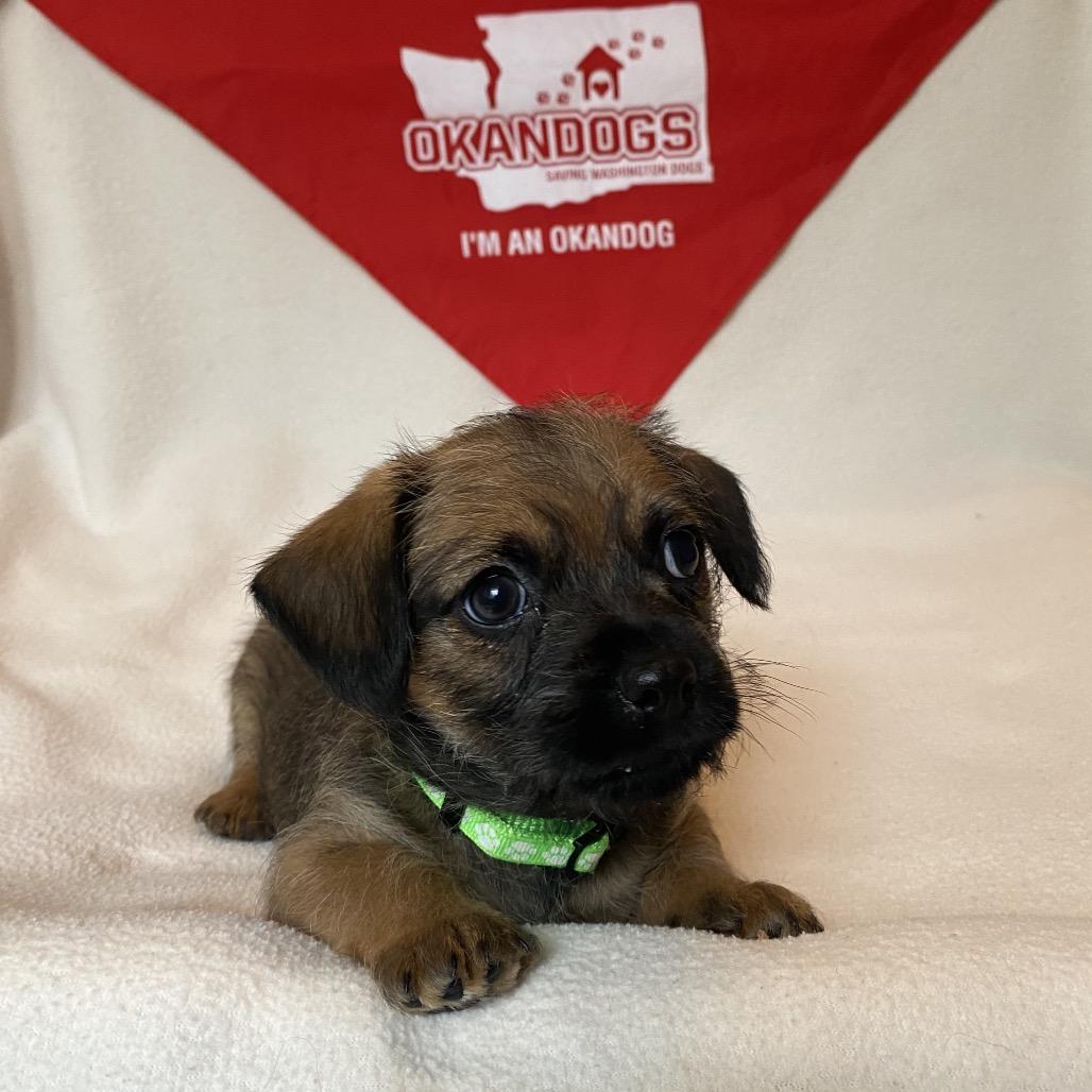 Enlarge Charlie, a Adoptable Shih Tzu in Cashmere, WA image 2/6