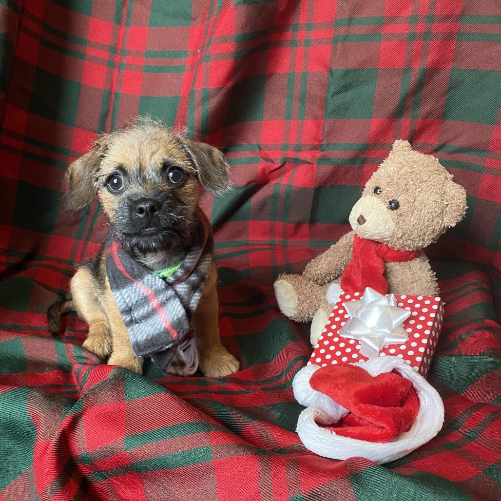 Enlarge Charlie, a Adoptable Shih Tzu in Cashmere, WA image 4/6