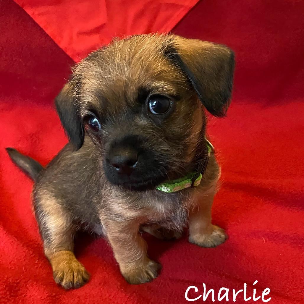 Enlarge Charlie, a Adoptable Shih Tzu in Cashmere, WA image 5/6