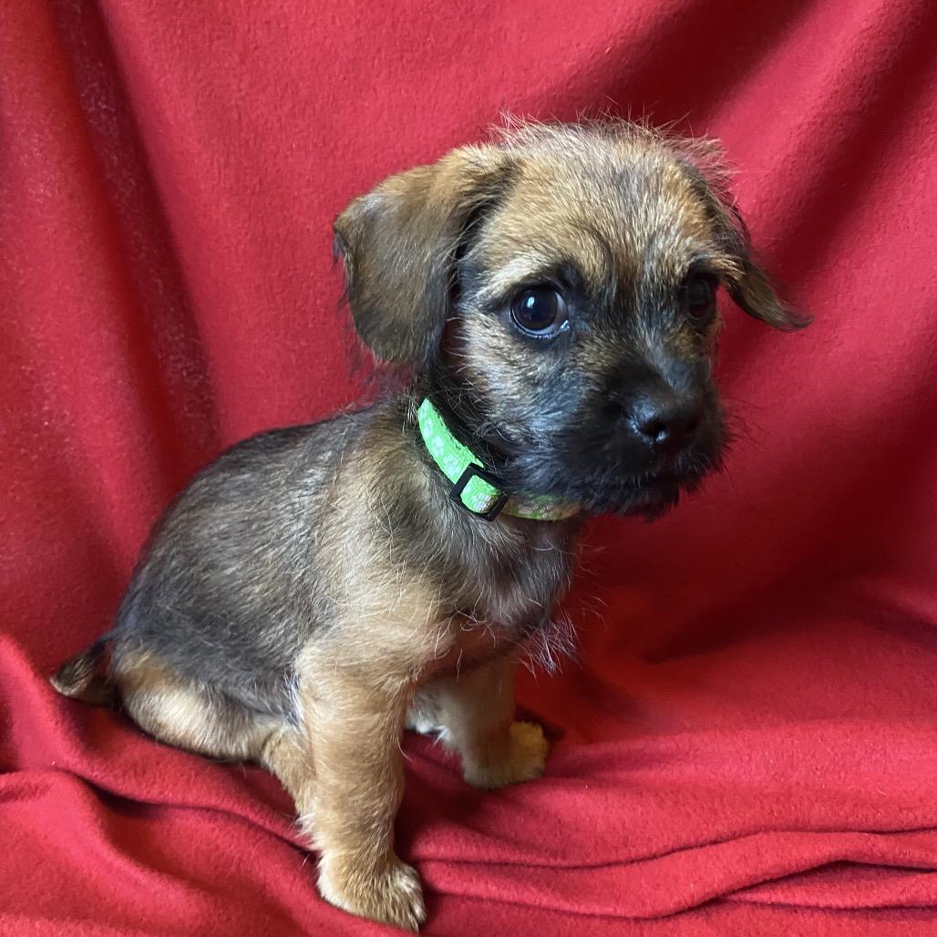 Enlarge Charlie, a Adoptable Shih Tzu in Cashmere, WA image 6/6