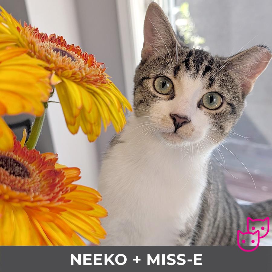 Miss-E (bonded with Neeko)