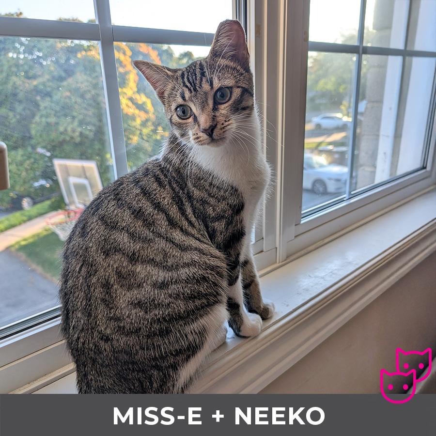 Miss-E (bonded with Neeko)