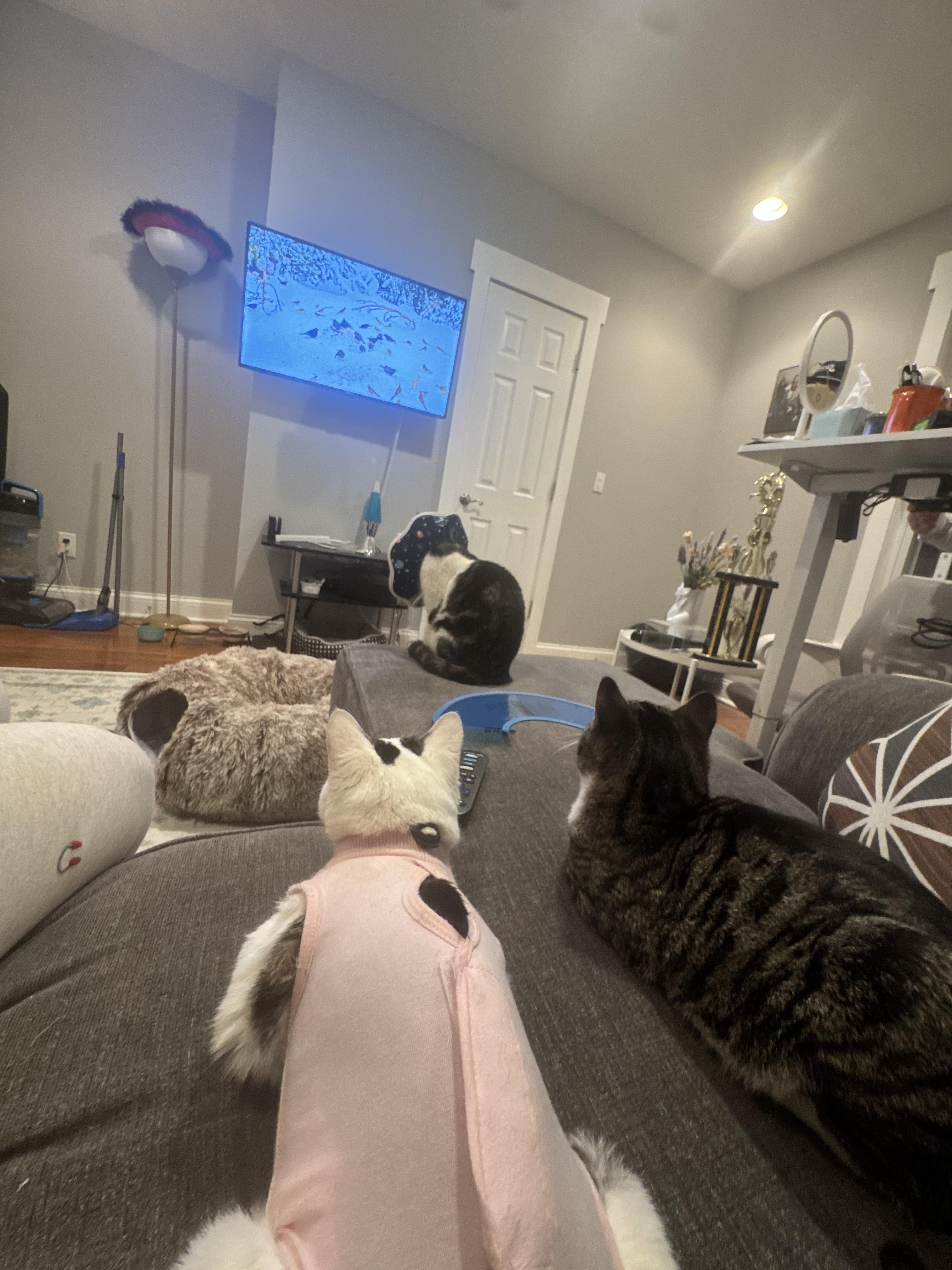 Enlarge Croissant, a ADOPTABLE Domestic Short Hair in Columbus, OH image 4/4