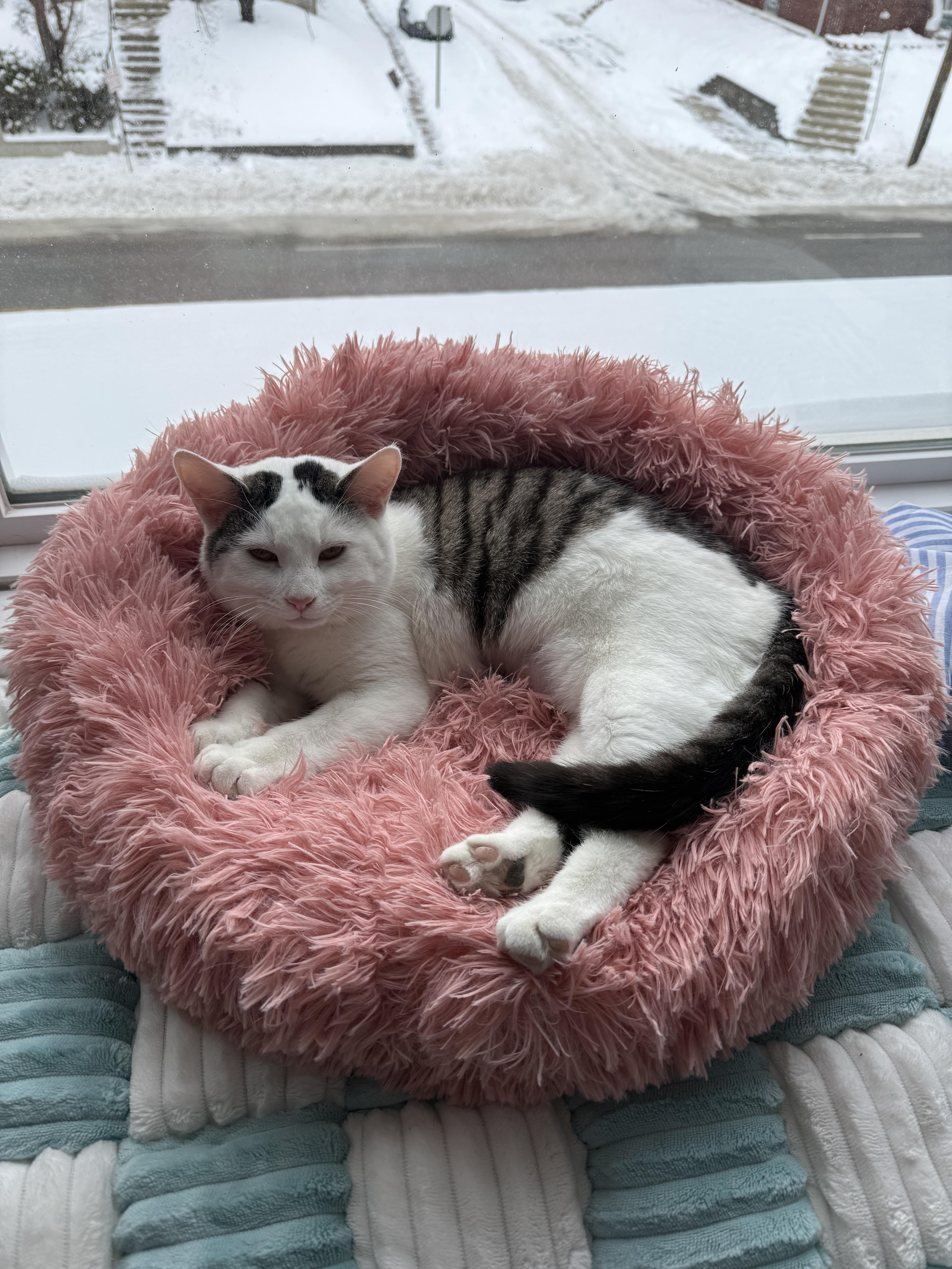 Enlarge Croissant, a ADOPTABLE Domestic Short Hair in Columbus, OH image 3/6