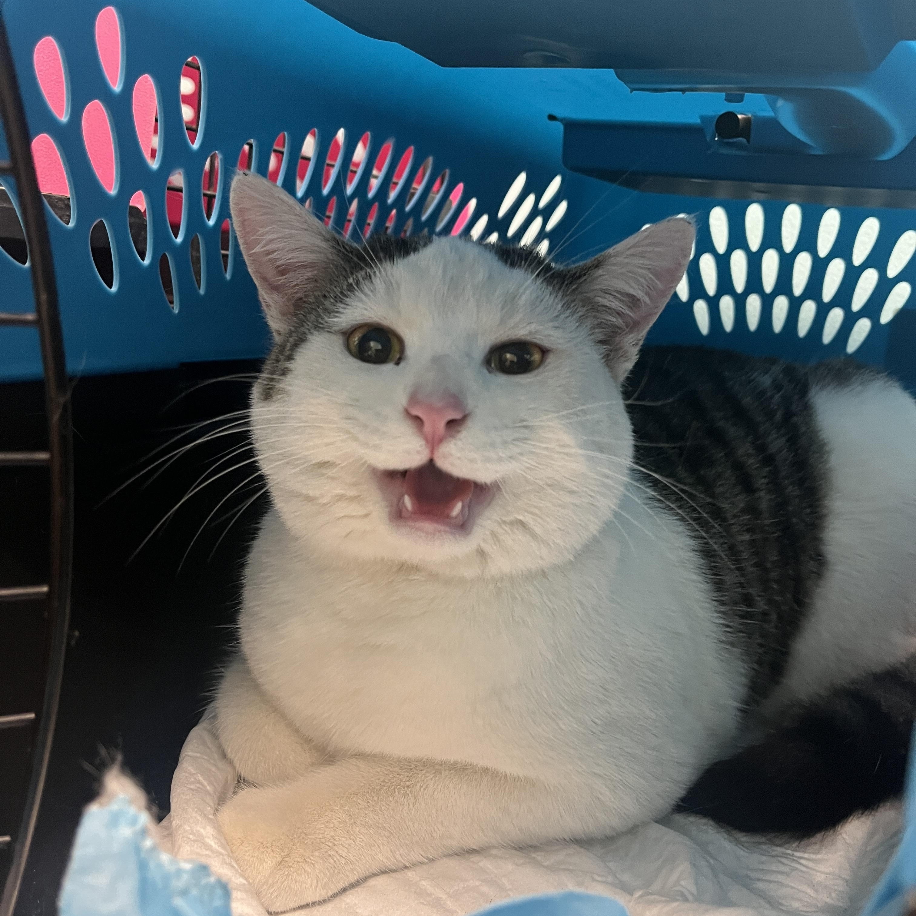 Enlarge Croissant, a ADOPTABLE Domestic Short Hair in Columbus, OH image 1/4