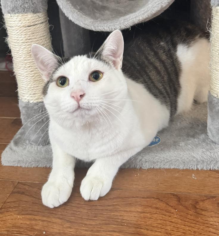 Croissant, a ADOPTABLE Domestic Short Hair in Columbus, OH image 1/6
