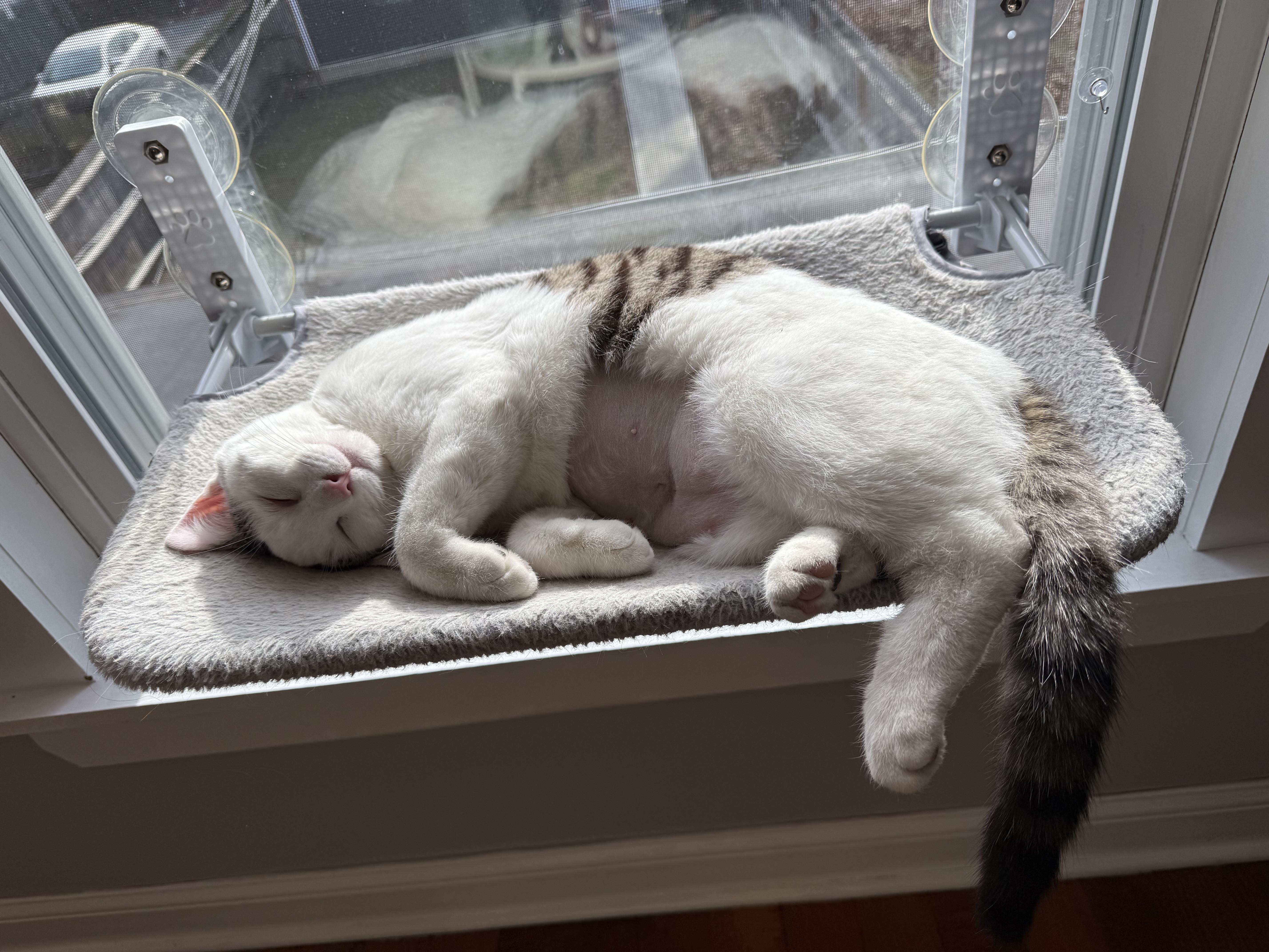 Enlarge Croissant, a ADOPTABLE Domestic Short Hair in Columbus, OH image 2/6