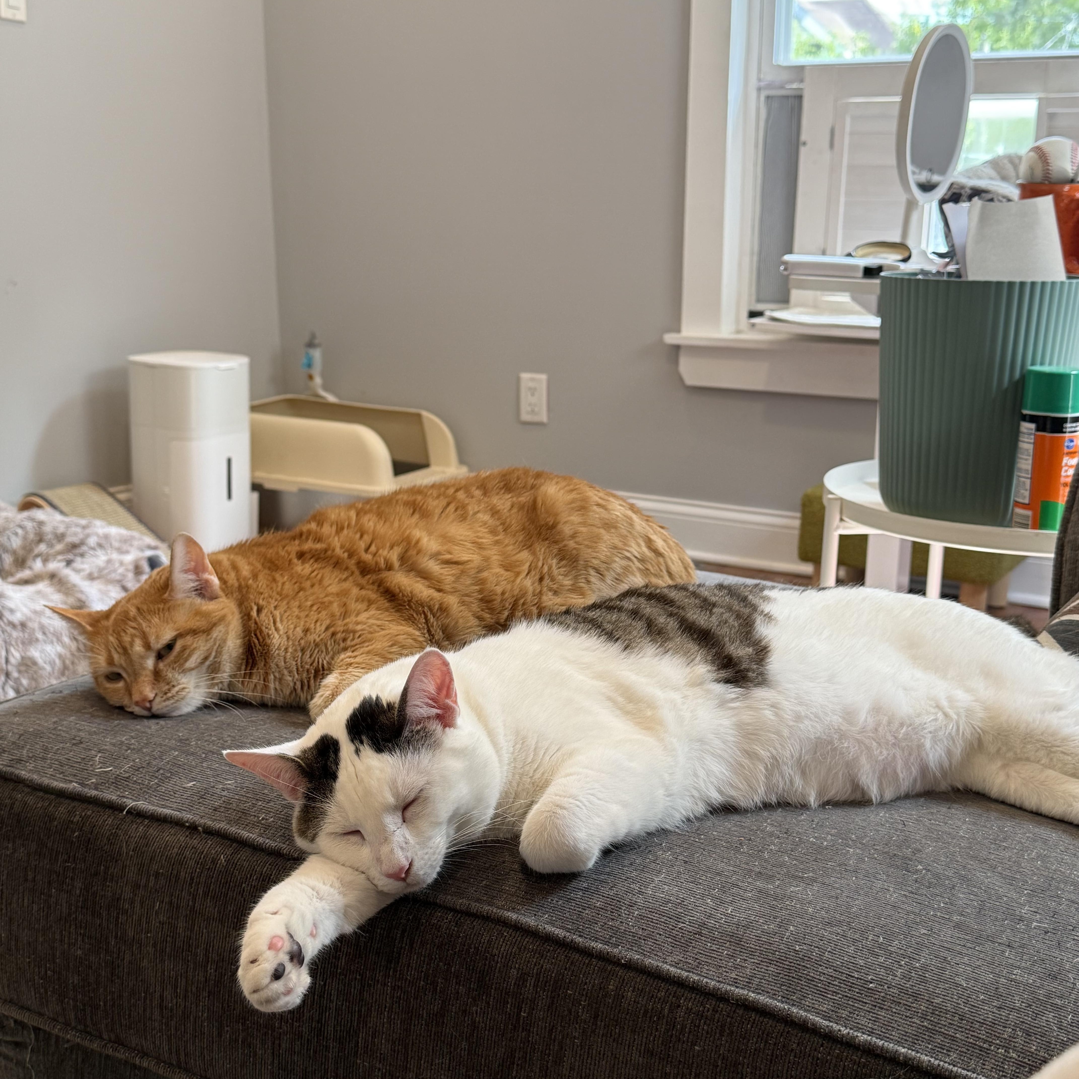 Croissant, a ADOPTABLE Domestic Short Hair in Columbus, OH image 2/6