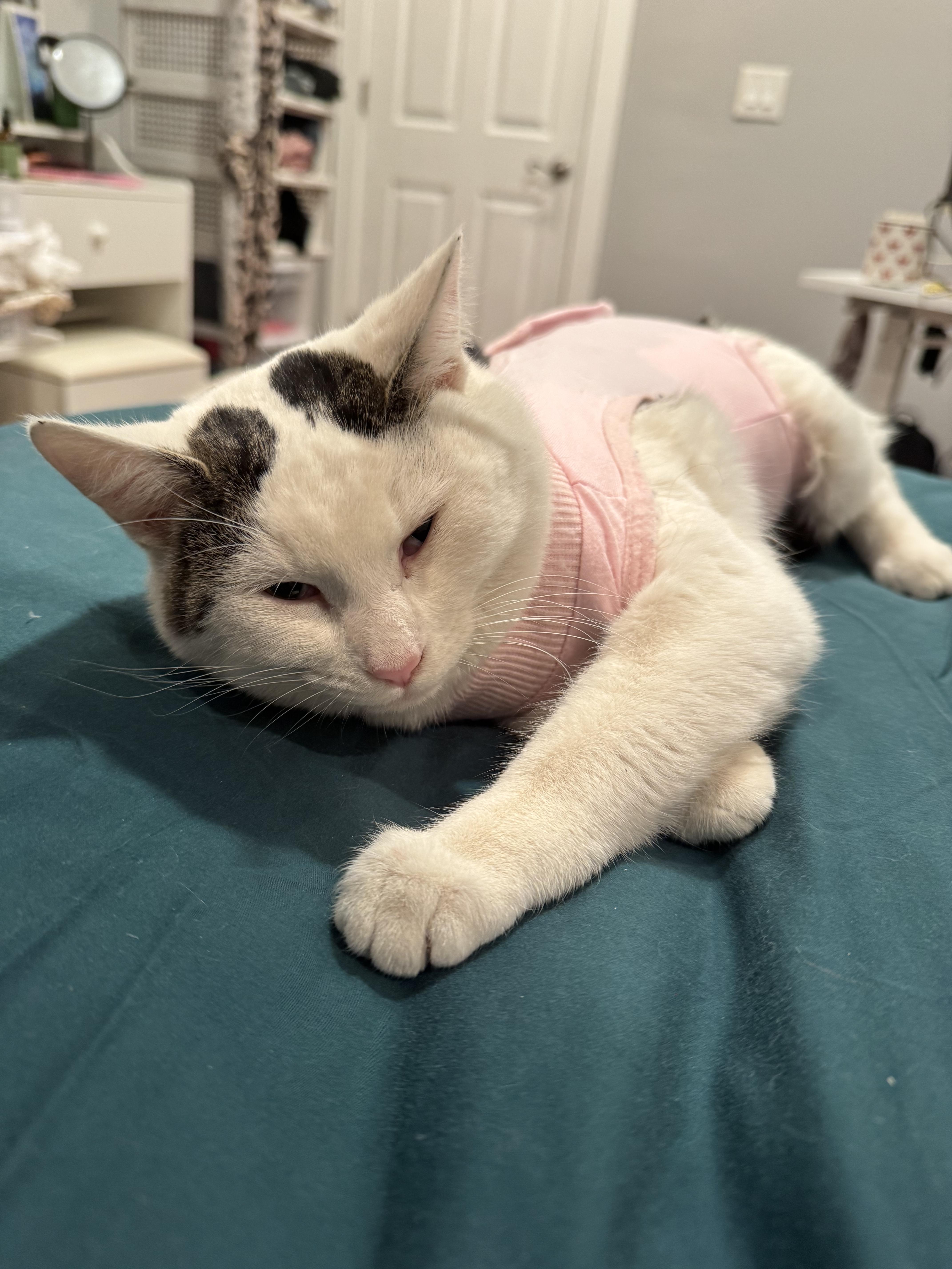 Enlarge Croissant, a ADOPTABLE Domestic Short Hair in Columbus, OH image 3/4