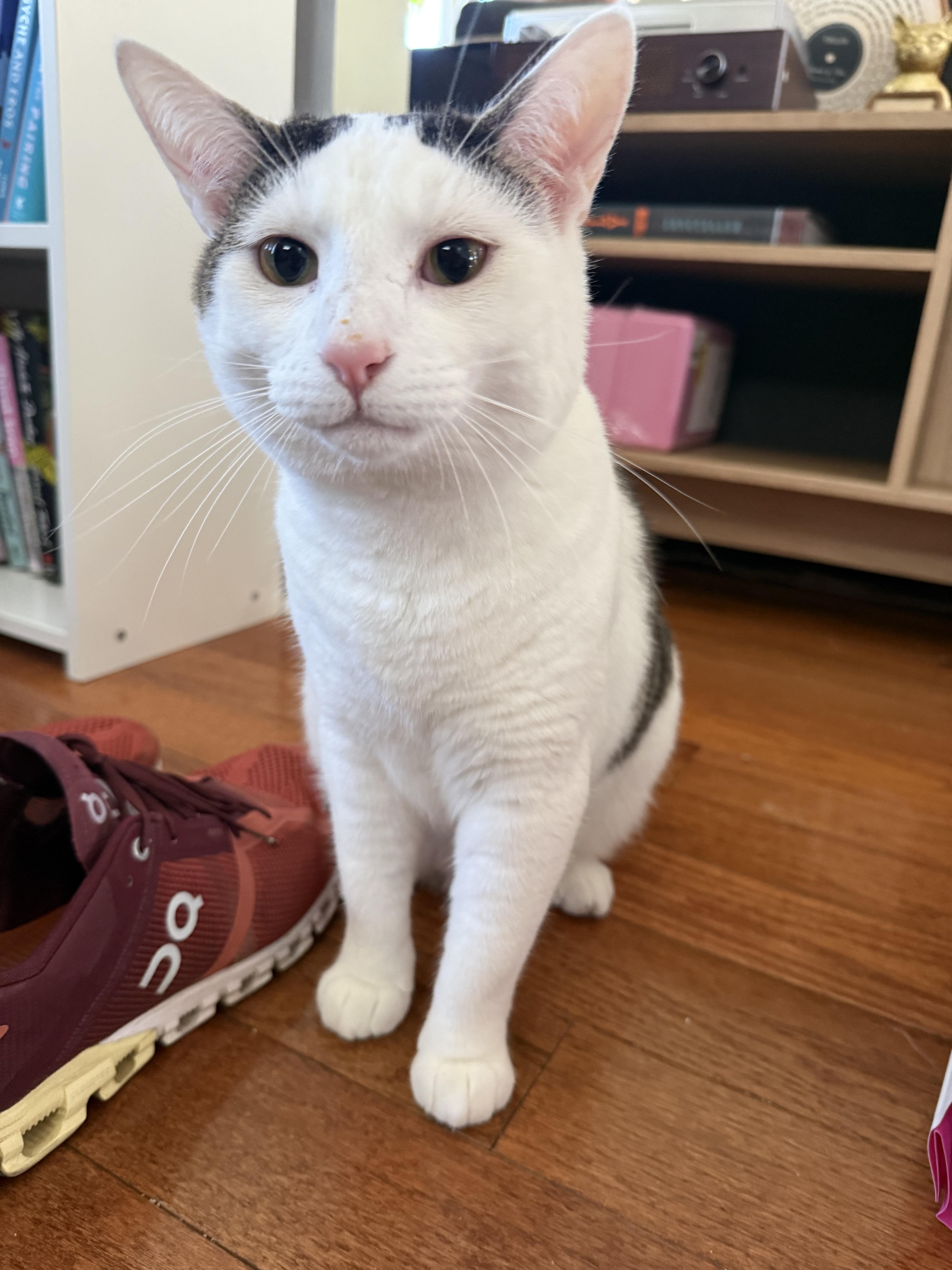Croissant, ADOPTABLE, Young Female Domestic Short Hair.