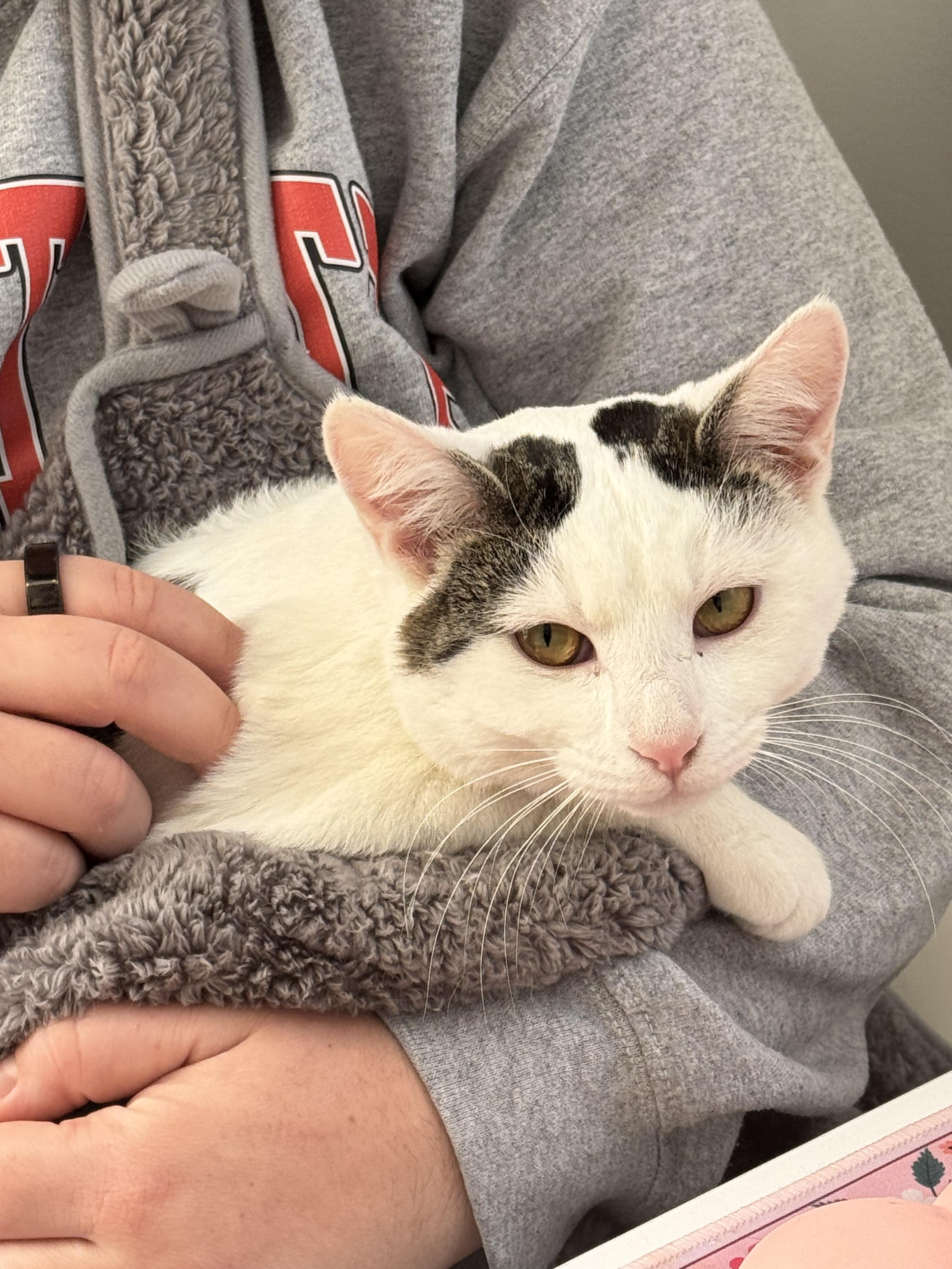 Croissant, a ADOPTABLE Domestic Short Hair in Columbus, OH image 4/6