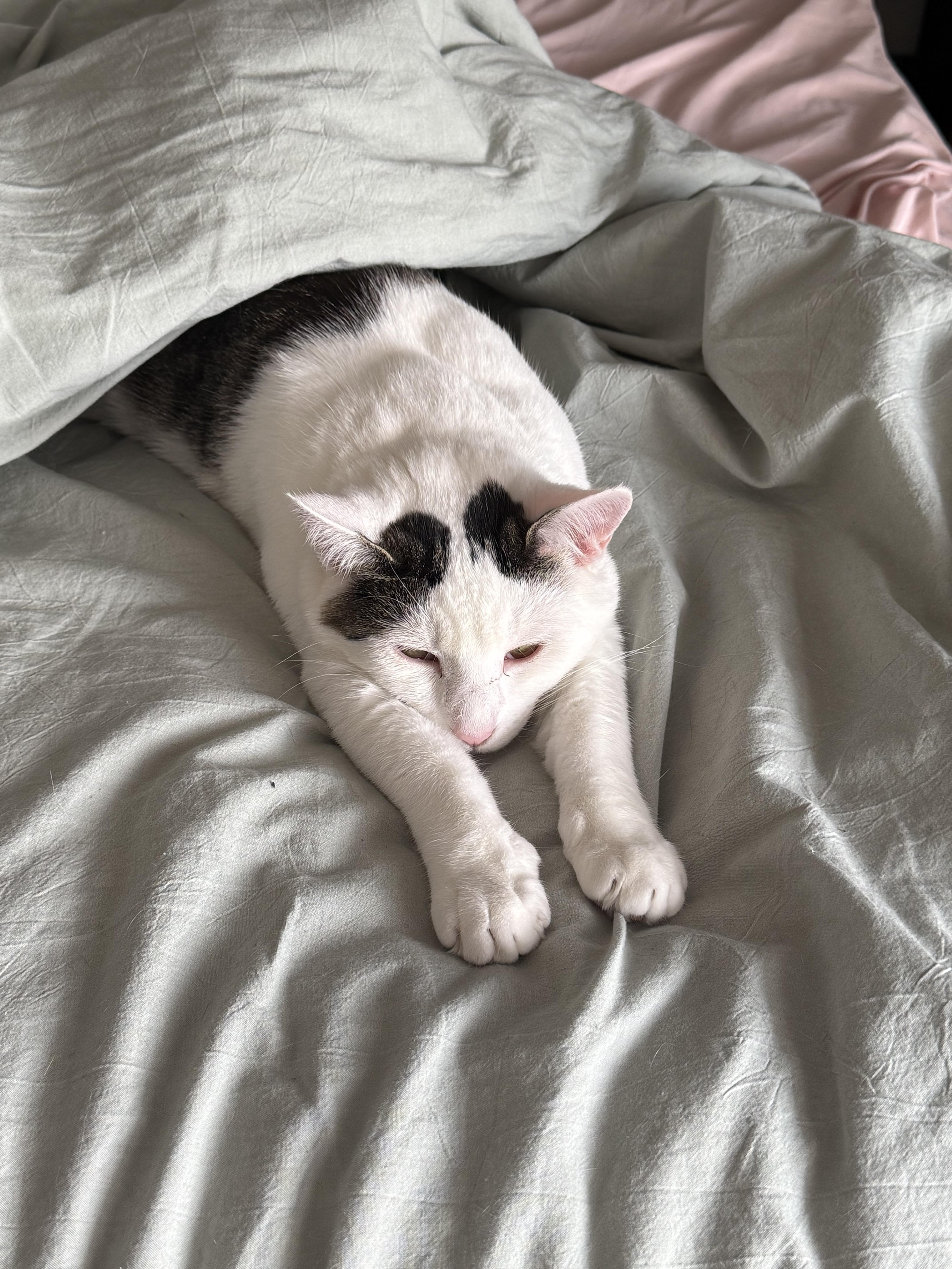 Croissant, a ADOPTABLE Domestic Short Hair in Columbus, OH image 5/6