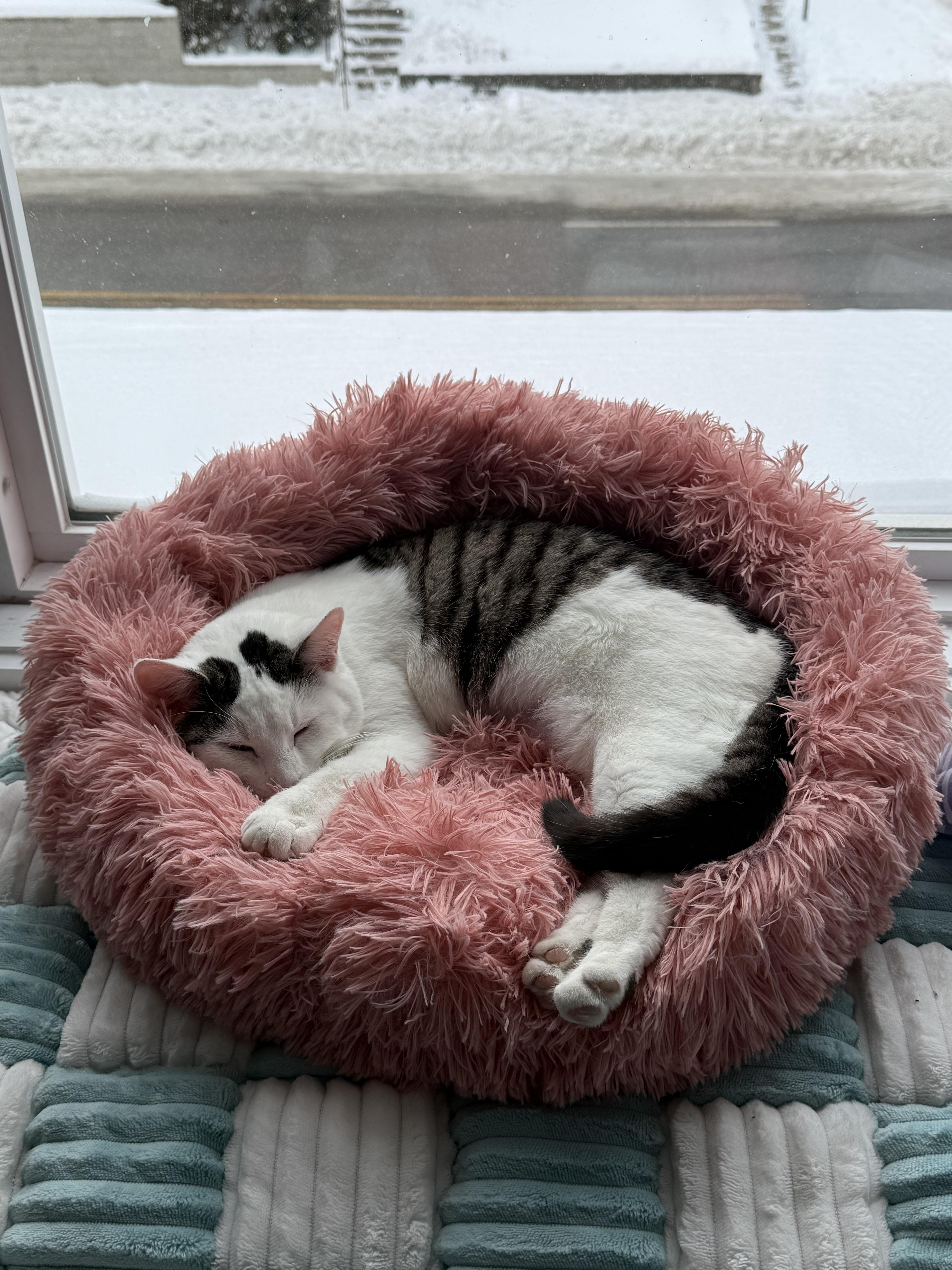 Enlarge Croissant, a ADOPTABLE Domestic Short Hair in Columbus, OH image 6/6