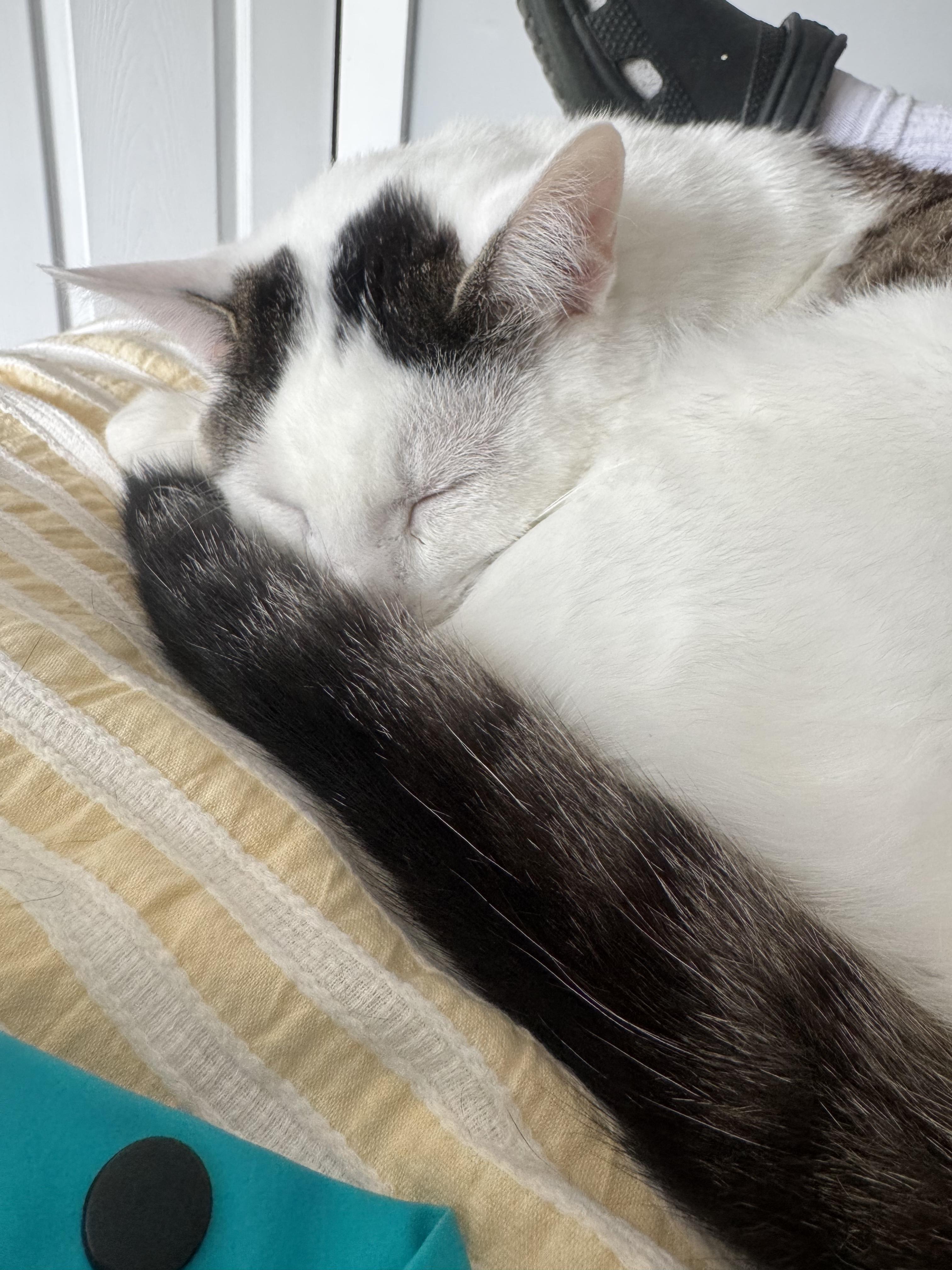 Enlarge Croissant, a ADOPTABLE Domestic Short Hair in Columbus, OH image 6/6