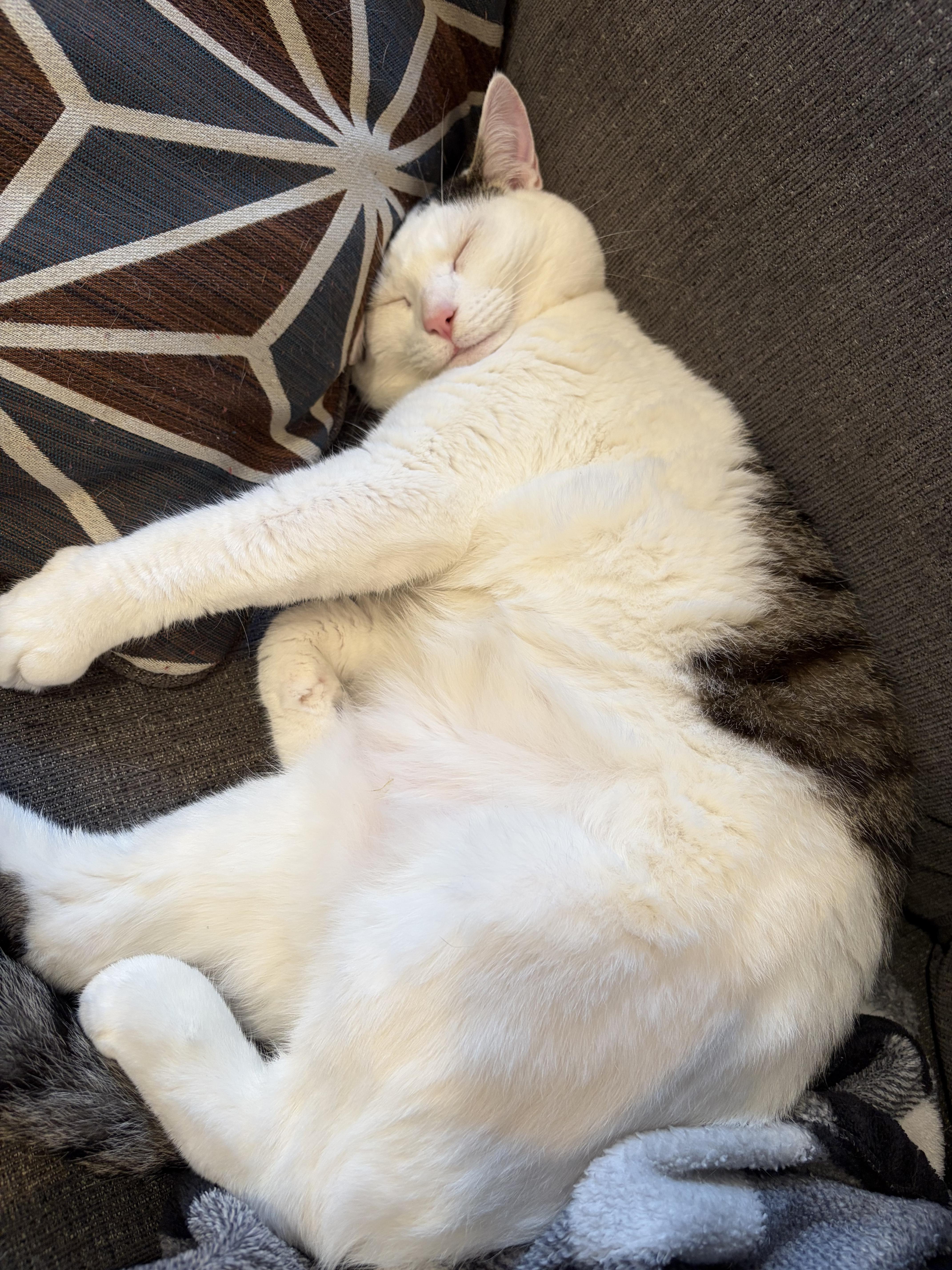 Croissant, a ADOPTABLE Domestic Short Hair in Columbus, OH image 6/6